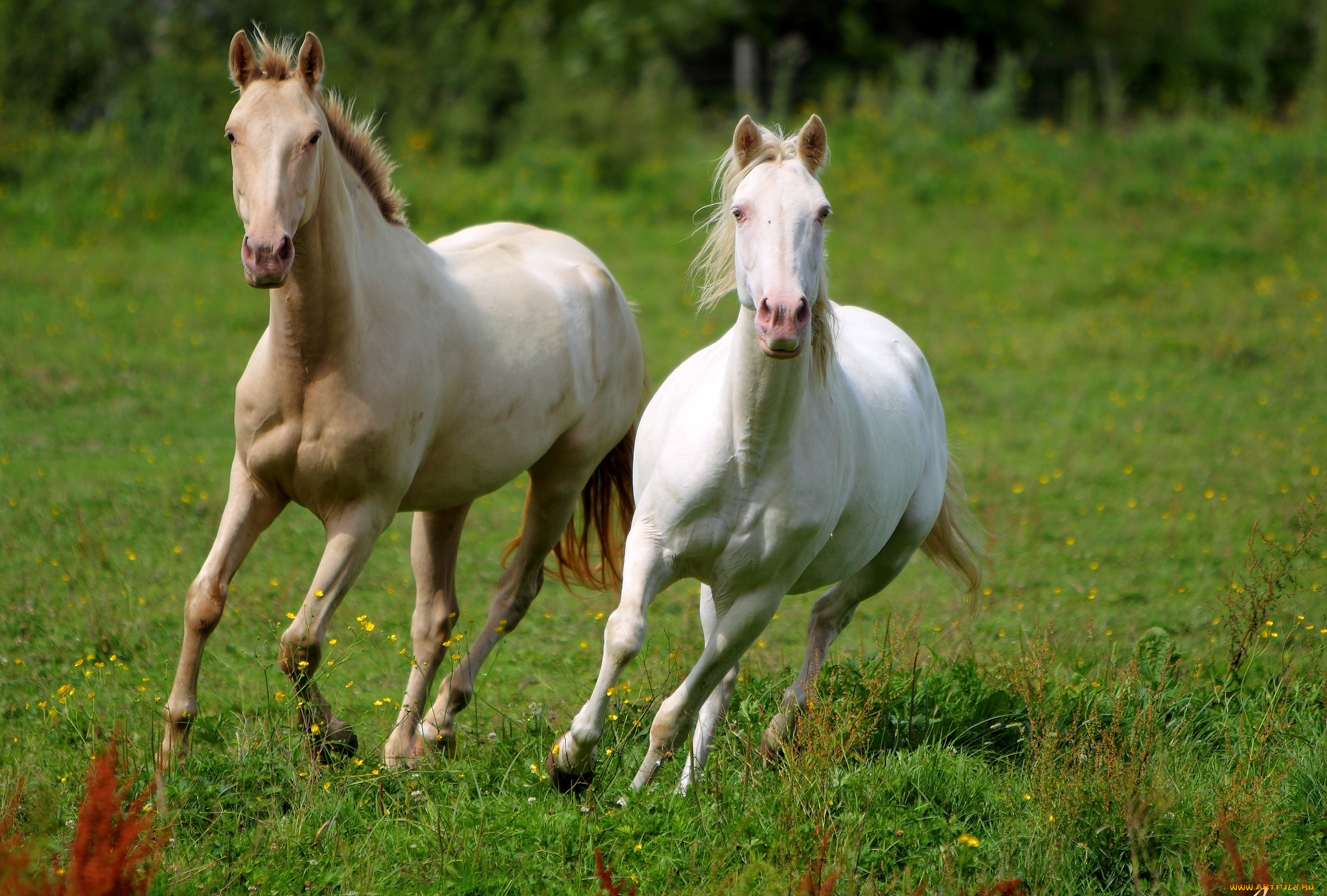 животные, лошади, бег, гривы