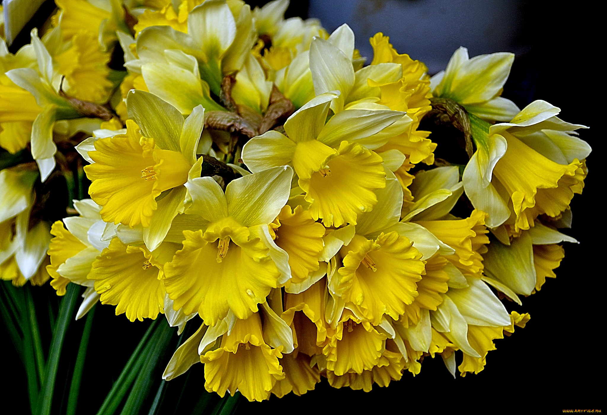 цветы, нарциссы, букет