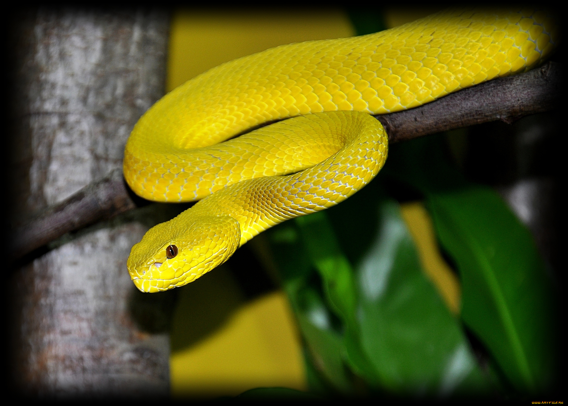 животные, змеи, питоны, кобры, питон