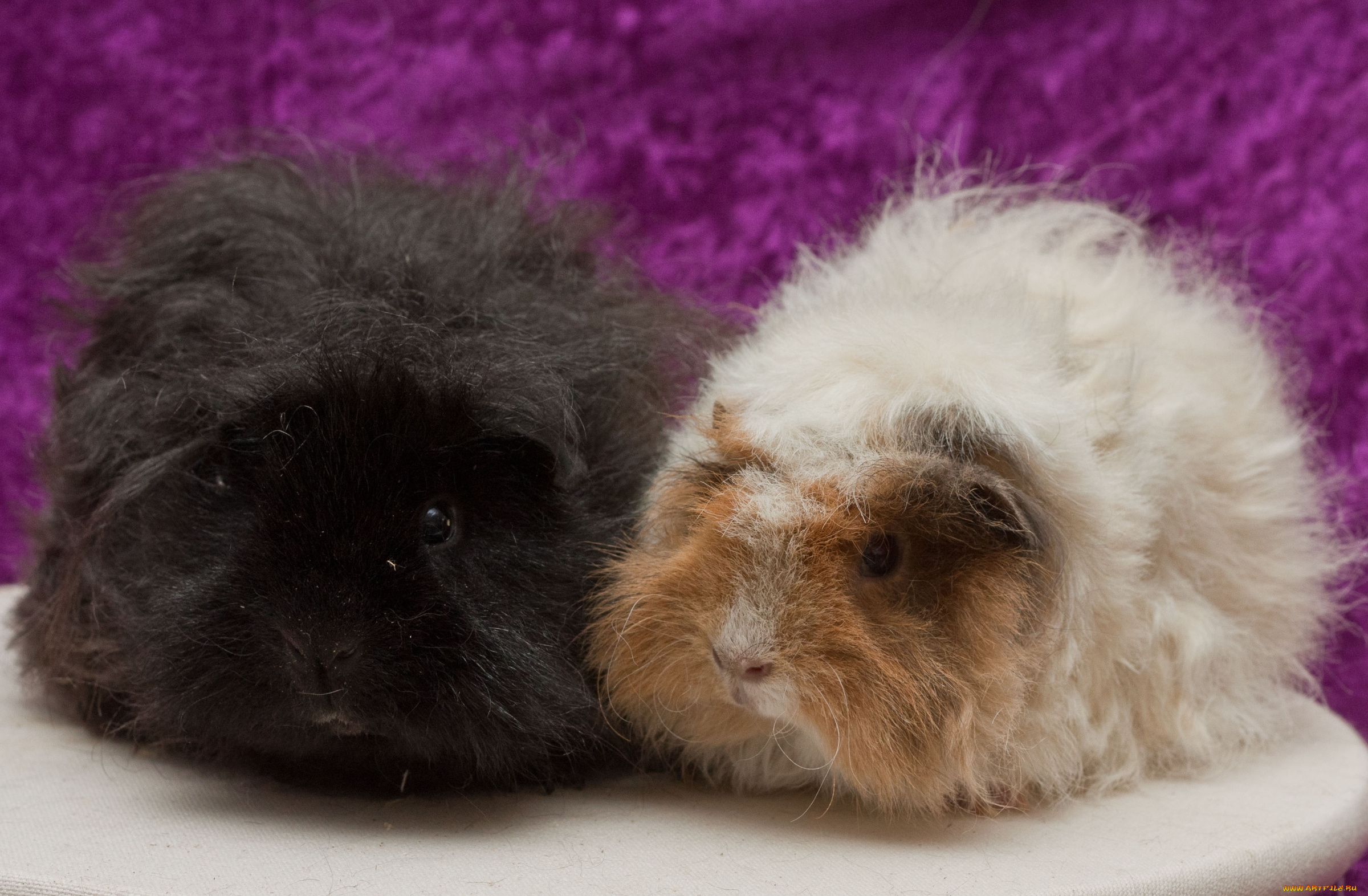 животные, морские, свинки, хомяки, шерсть, комки