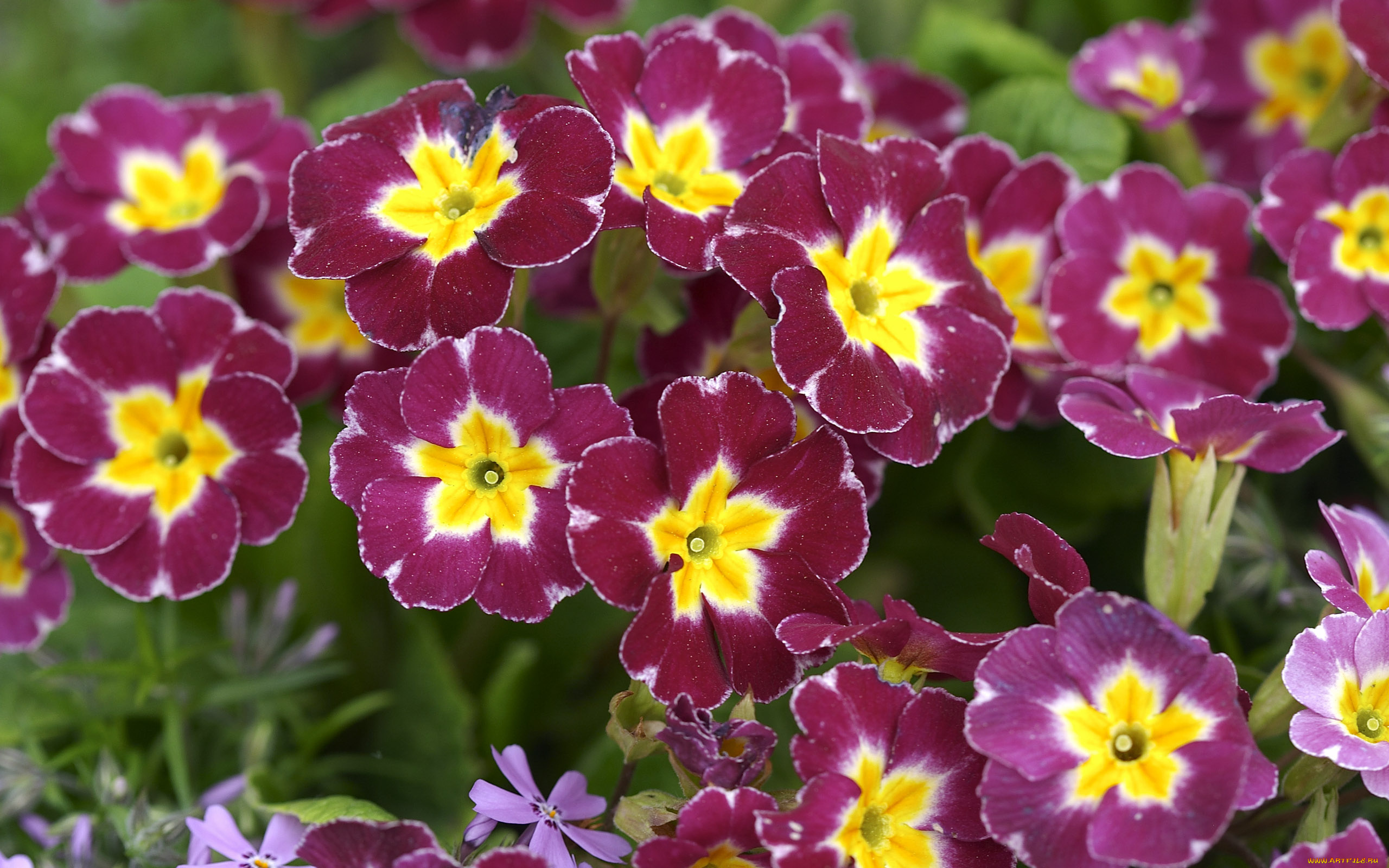 цветы, примулы, первоцвет