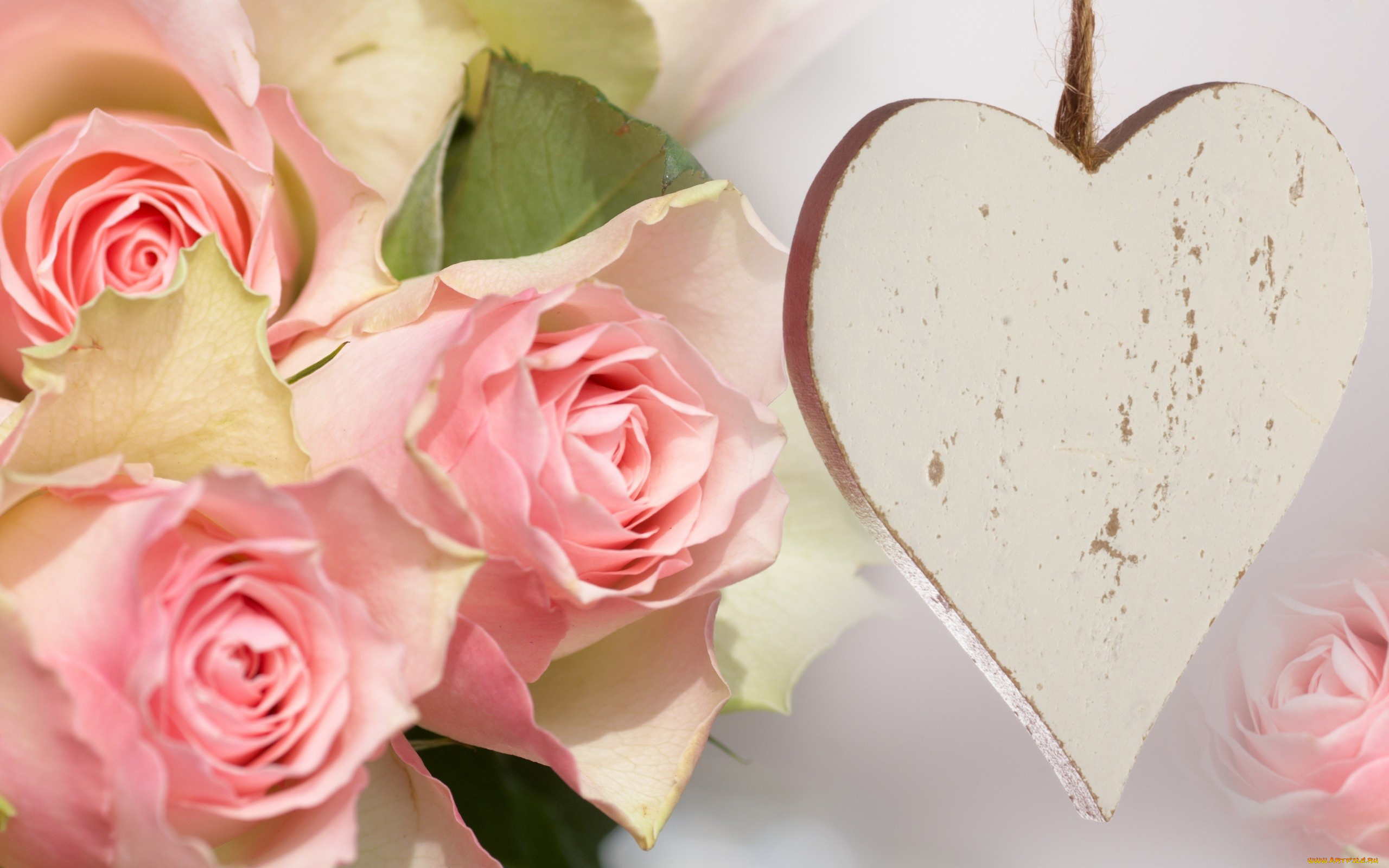 цветы, розы, сердечко, бутоны, розовый