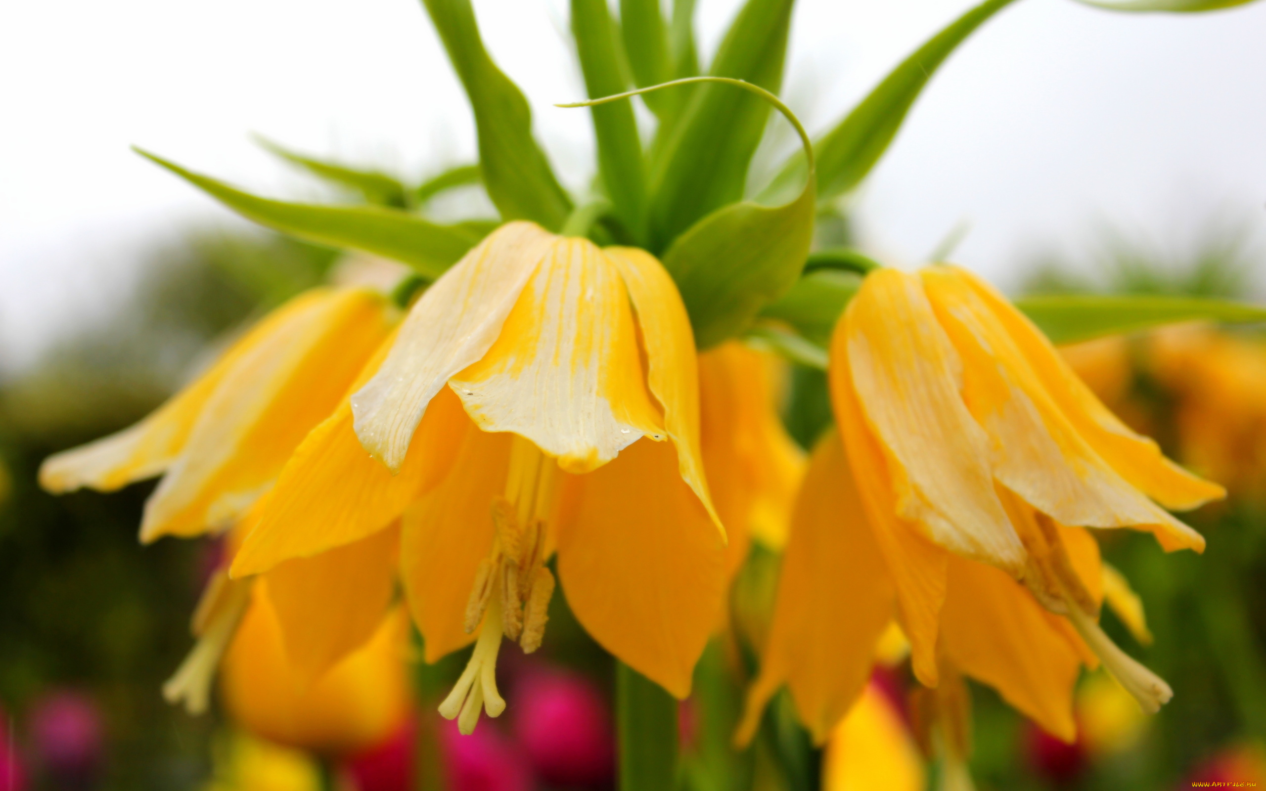 цветы, рябчики, желтый