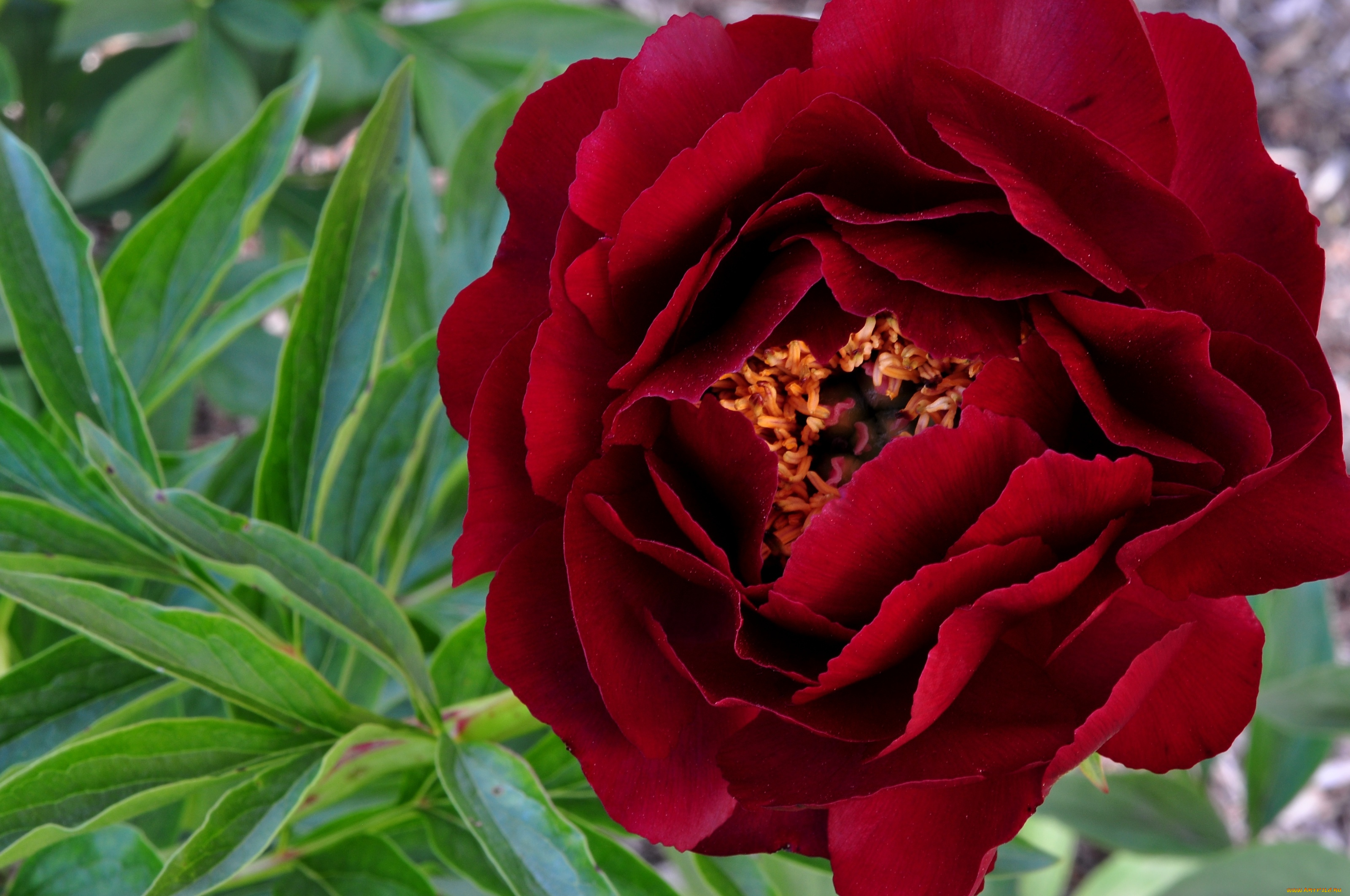 цветы, пионы, макро, бордовый