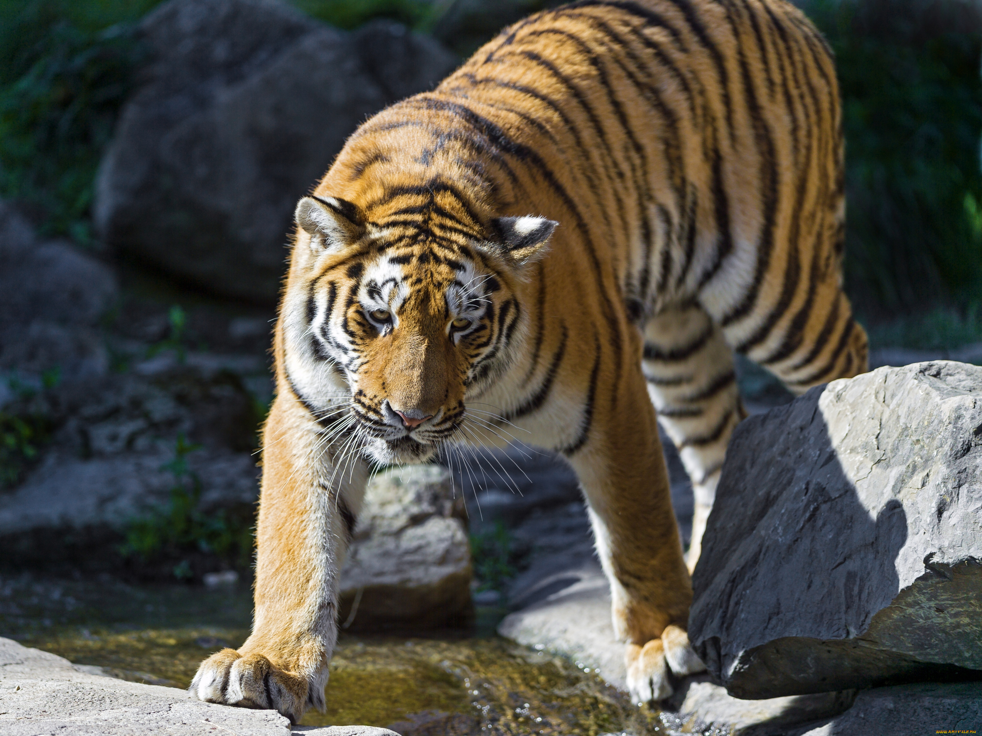 животные, тигры, полосатый, хищник