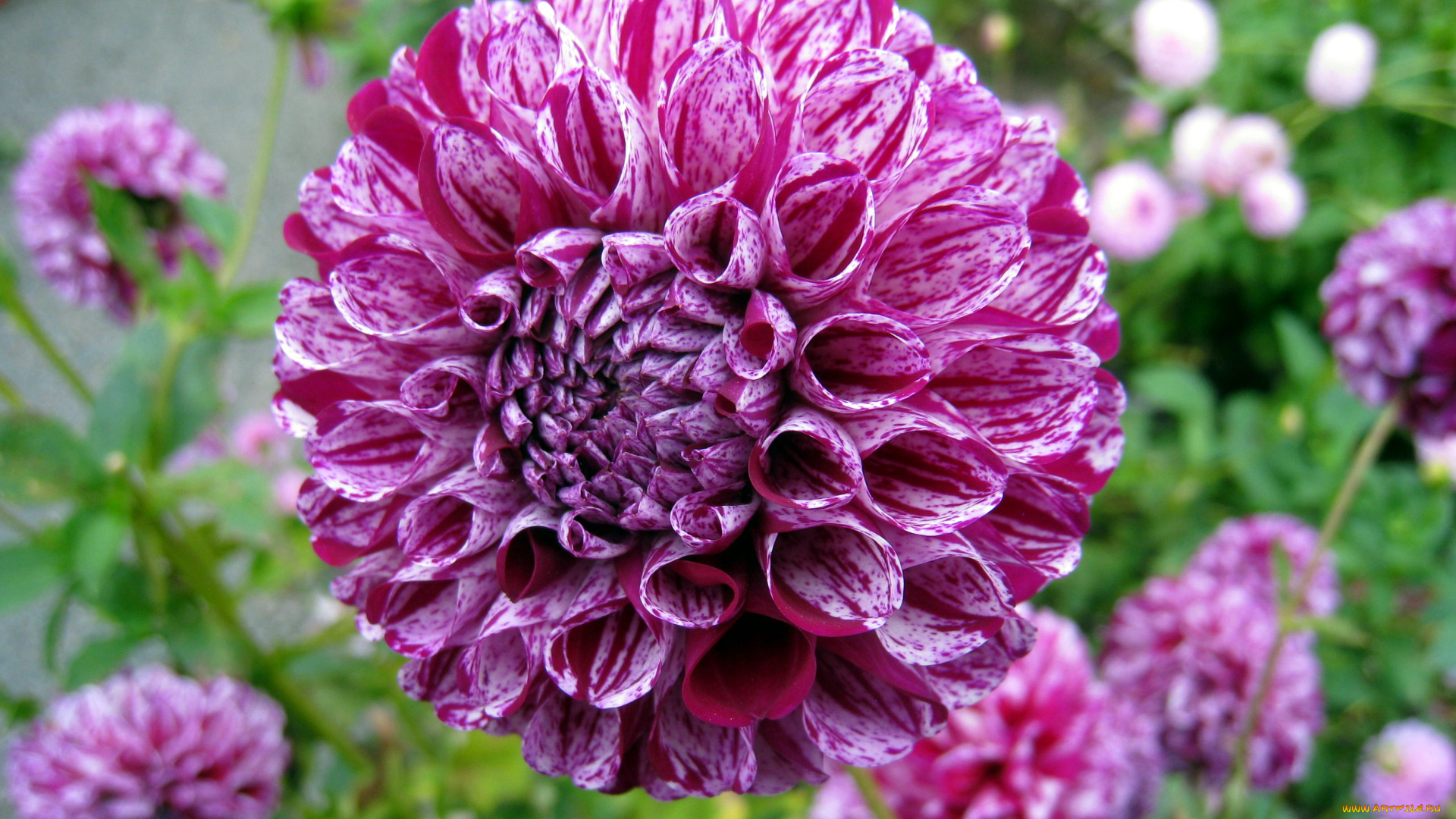 цветы, георгины, пёстрый