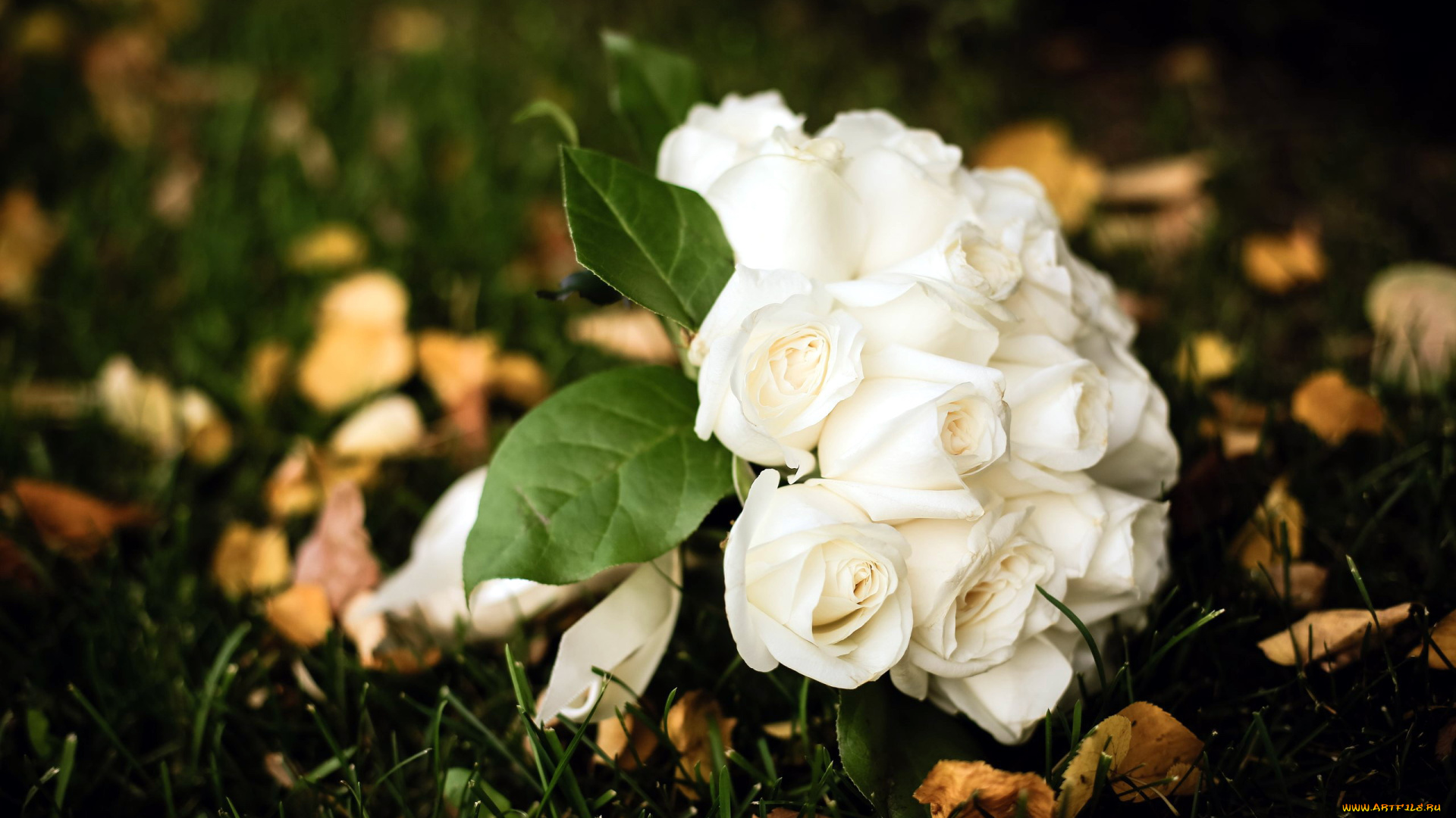 цветы, розы, букет, листья