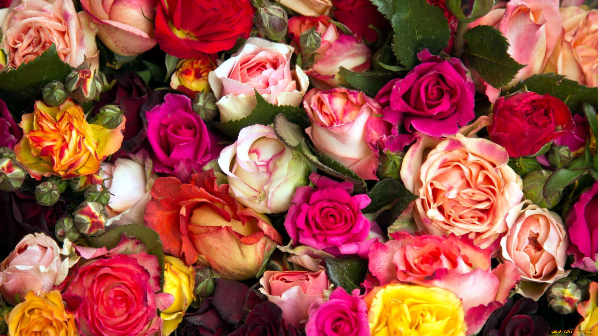 цветы, розы, разноцветный, много