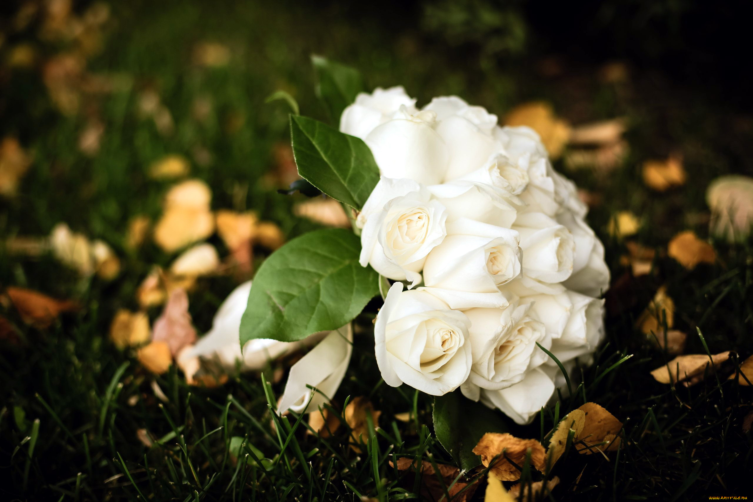 цветы, розы, букет, листья