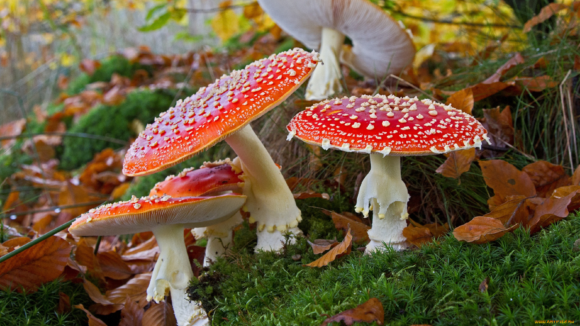 природа, грибы, , мухомор, мухоморы
