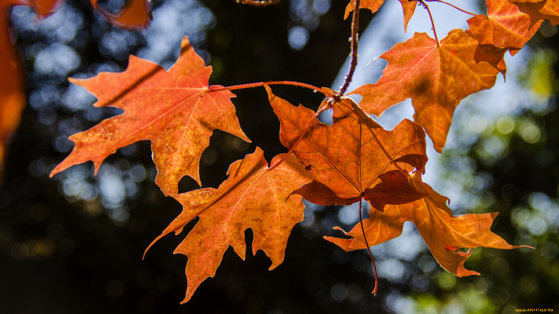 природа, листья, осень, красные