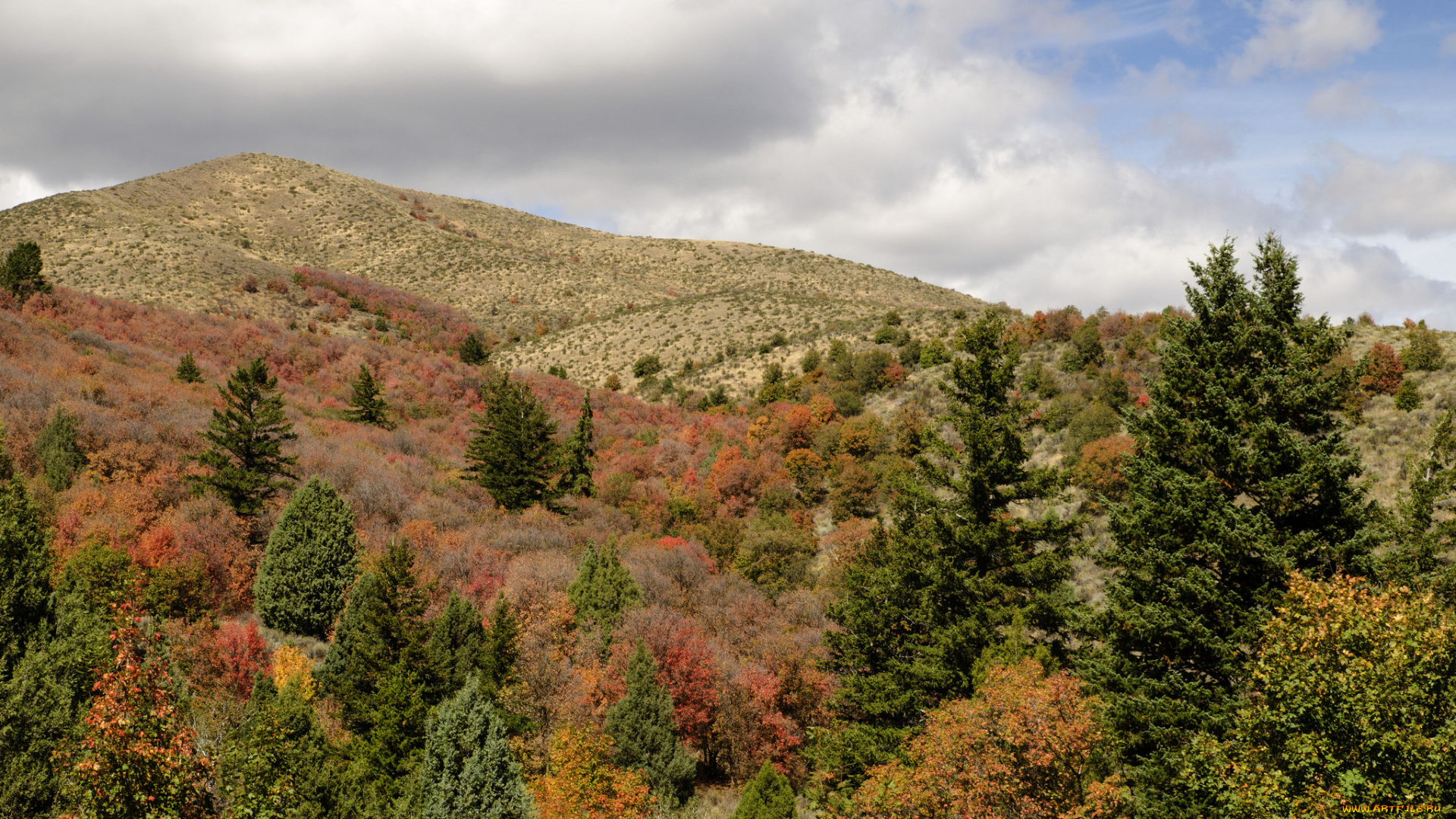 природа, пейзажи, осень, пейзаж, лес