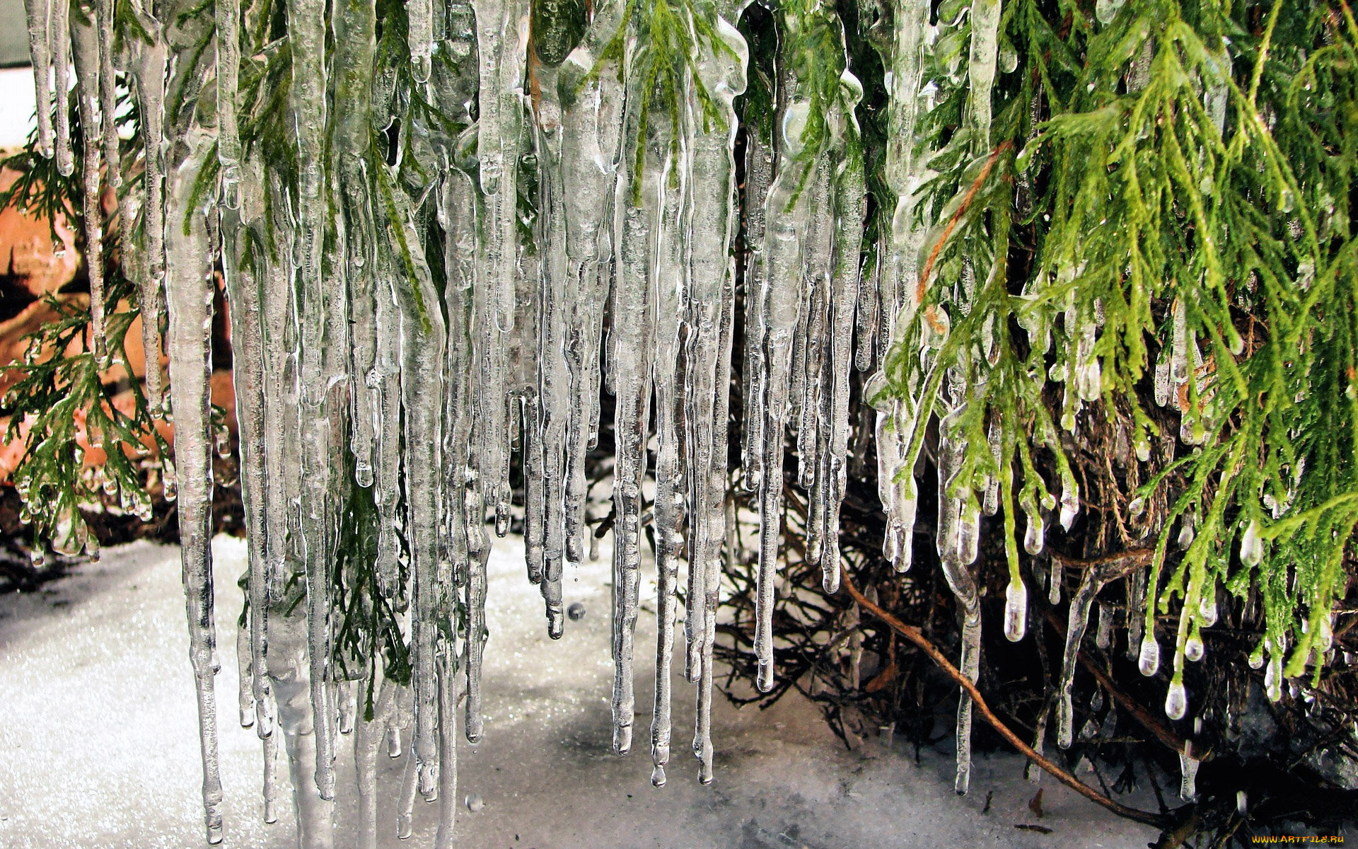 природа, макро, весна, сосульки, снег, пихта, ветки