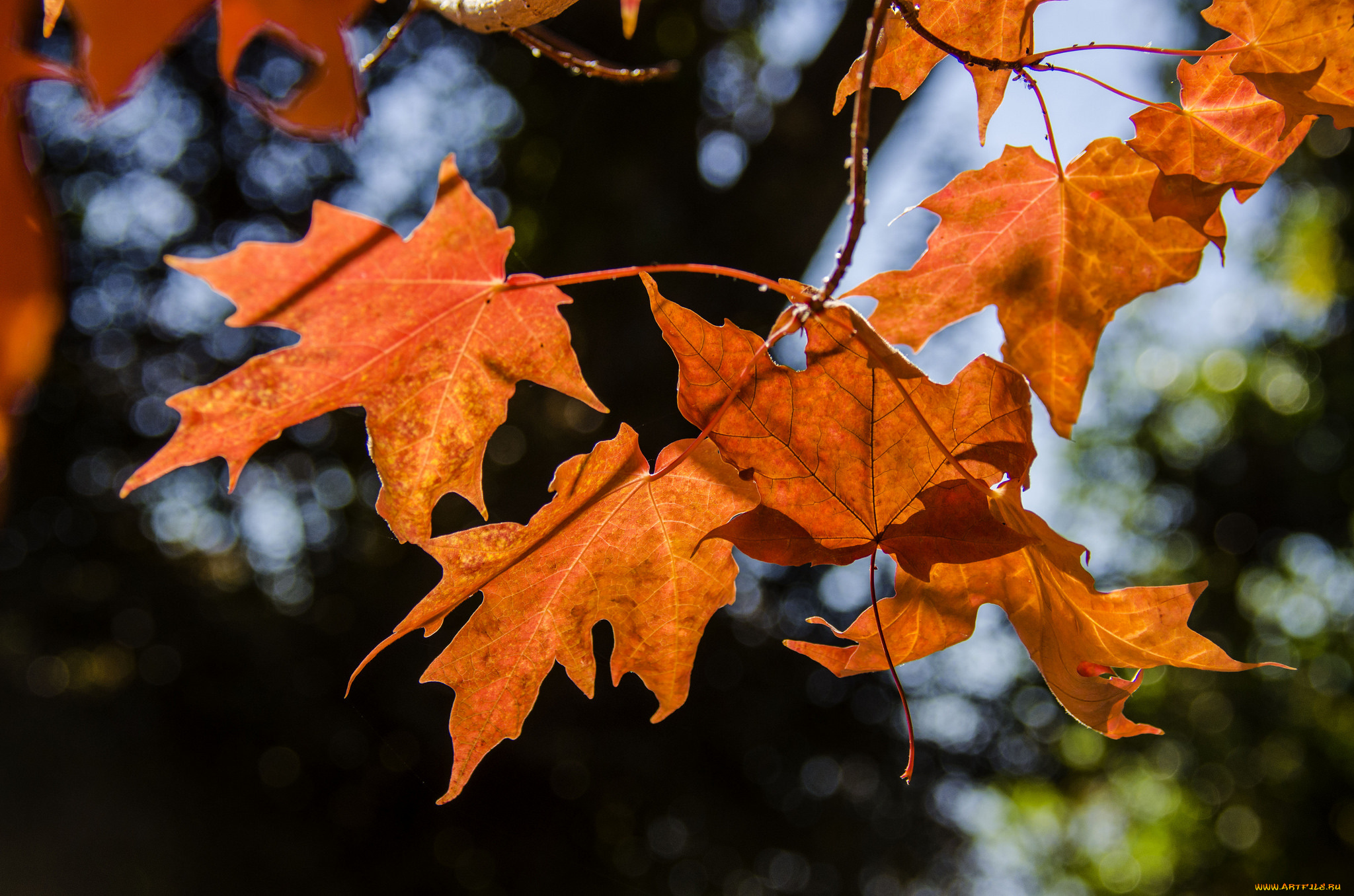 природа, листья, осень, красные
