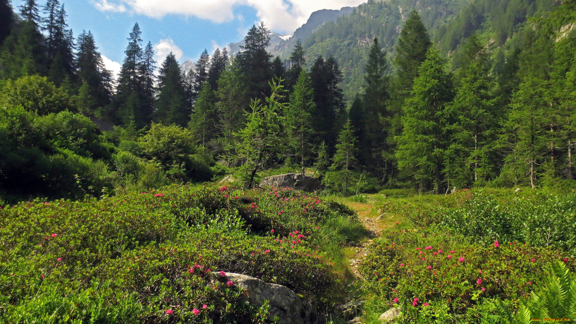 природа, лес, деревья