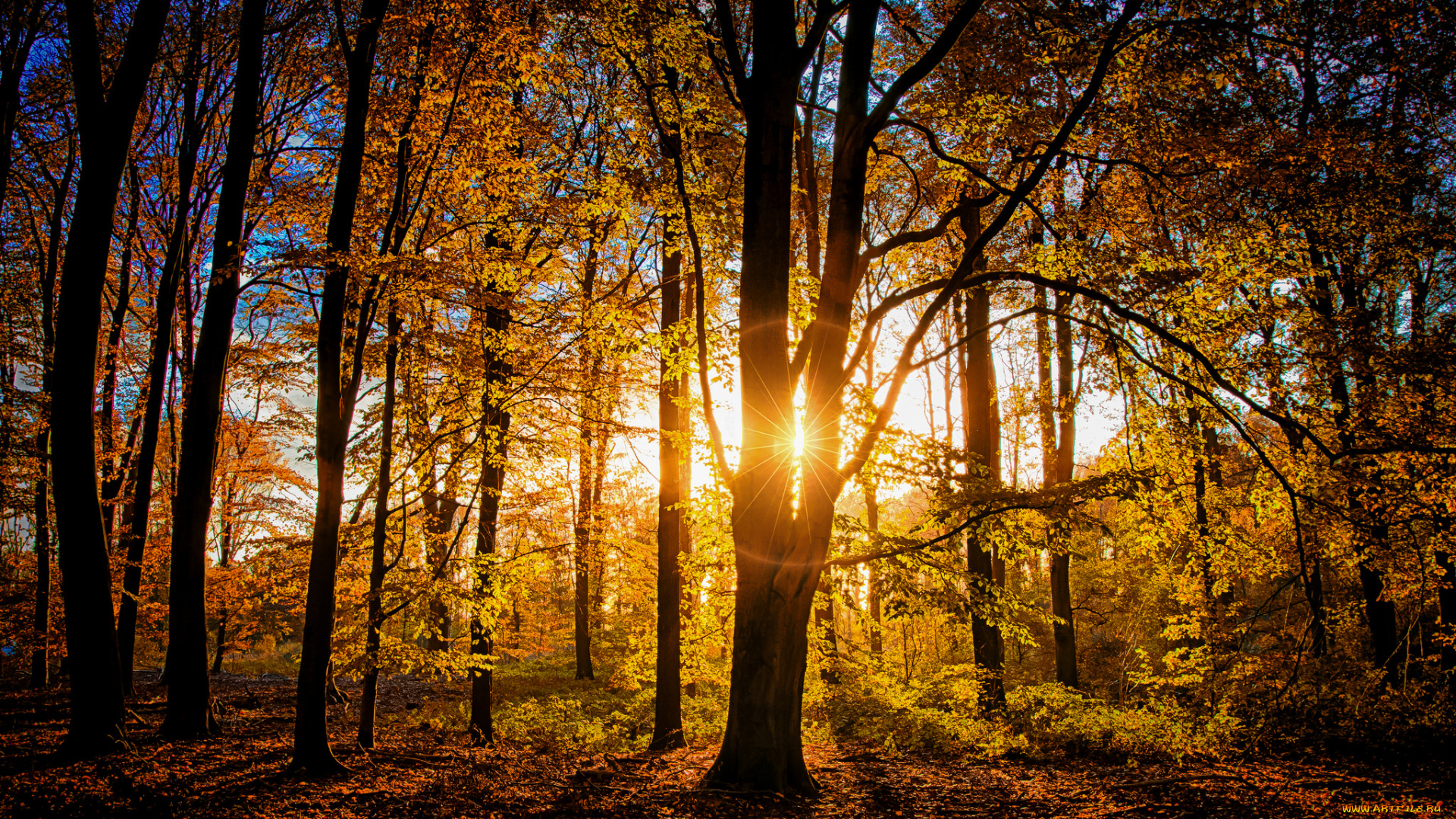 природа, лес, деревья