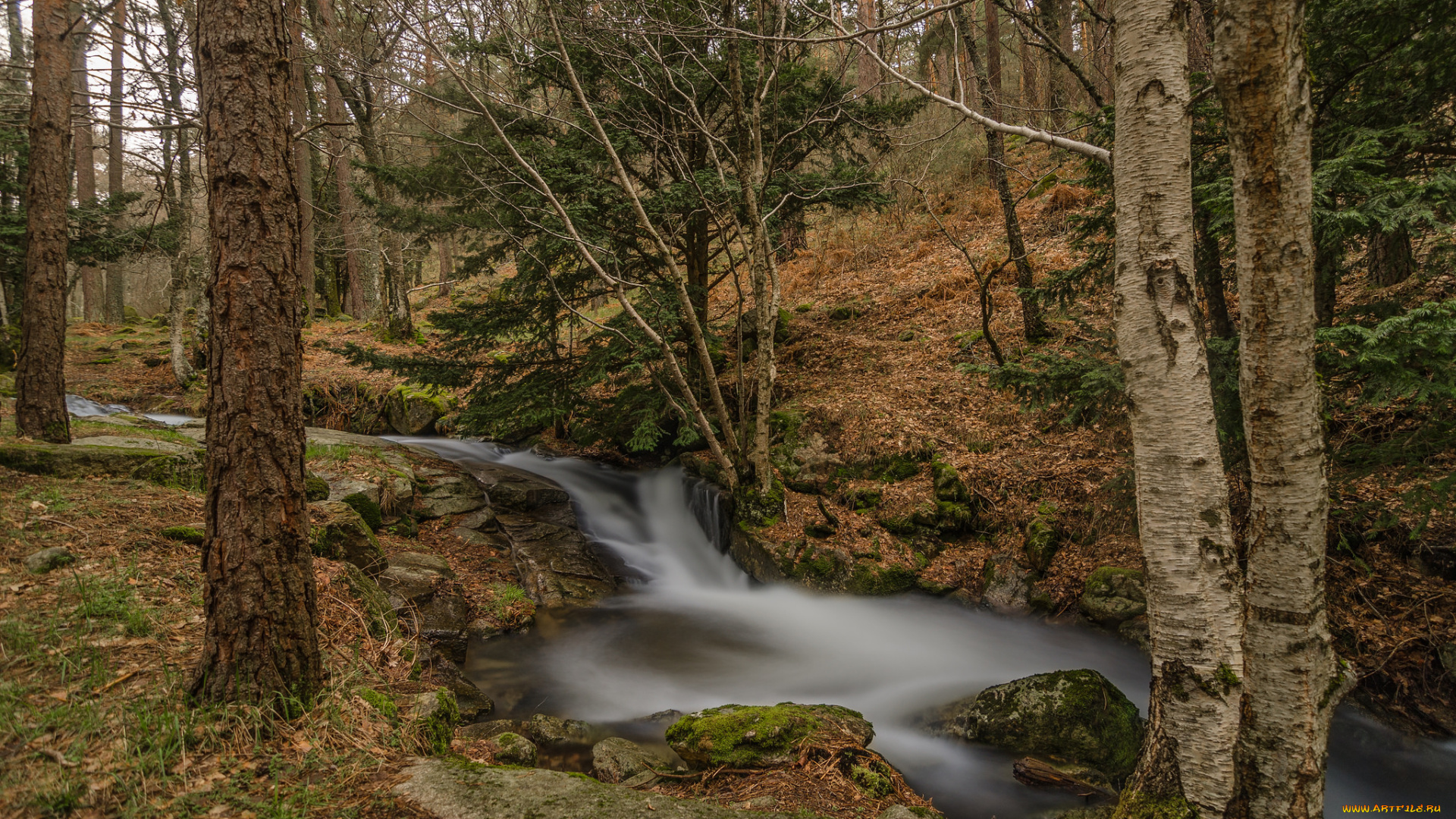 природа, реки, озера, река, лес