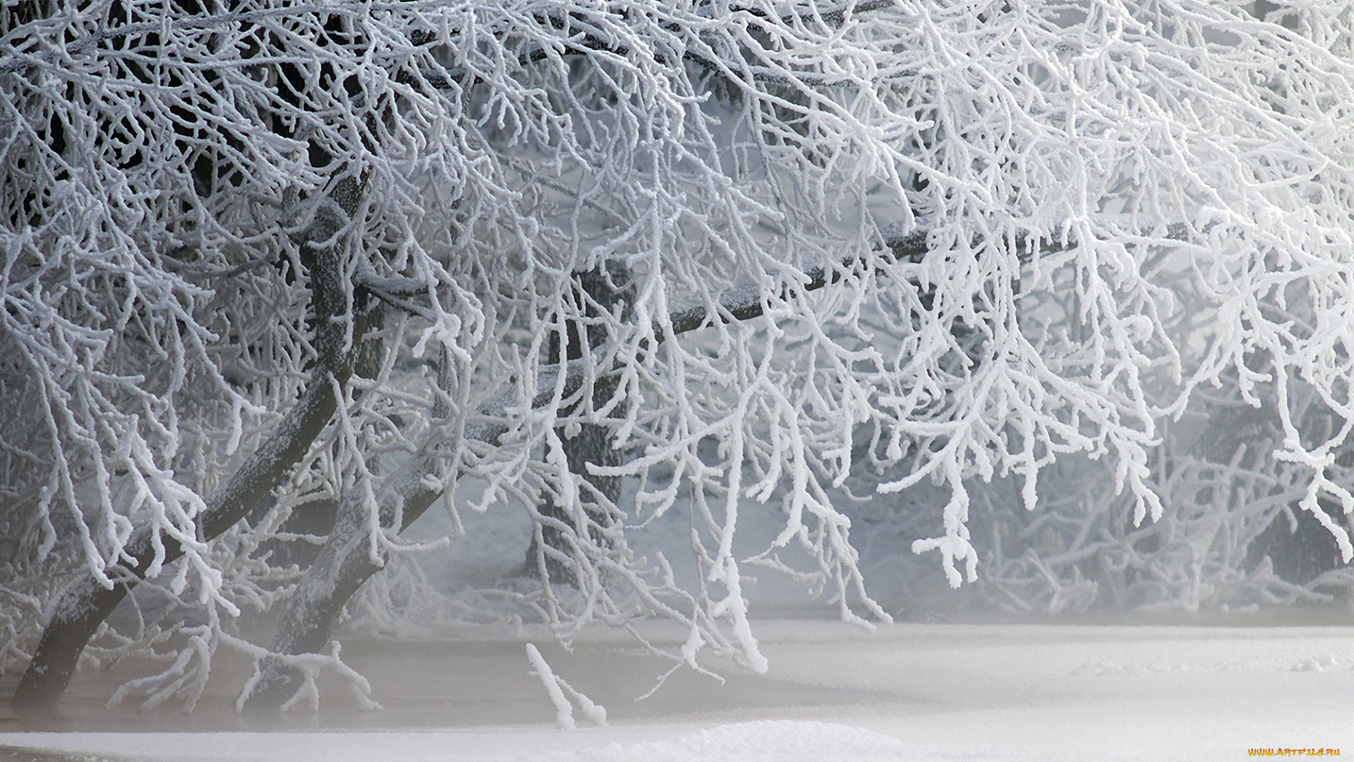 природа, зима, снег, деревья