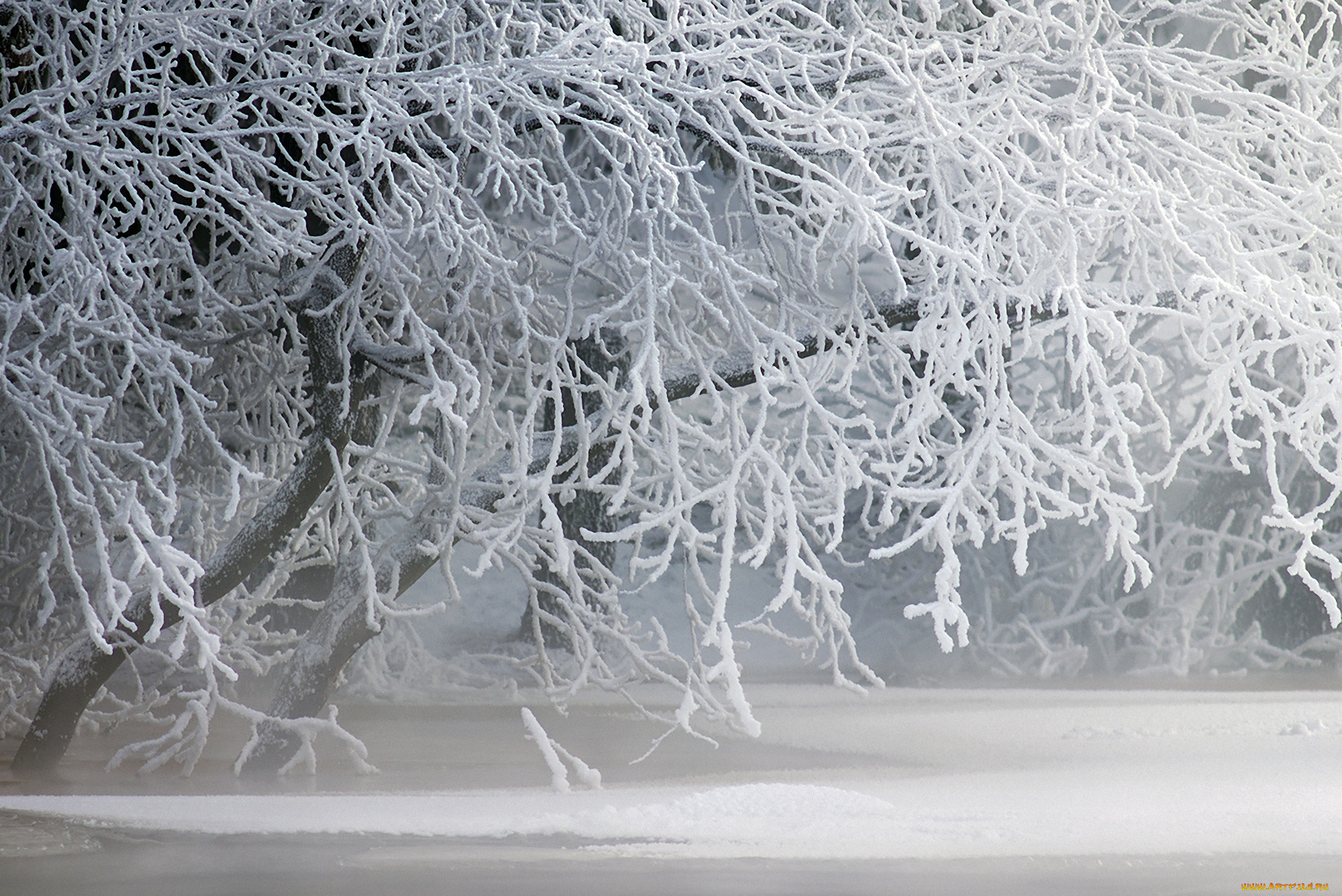 природа, зима, снег, деревья