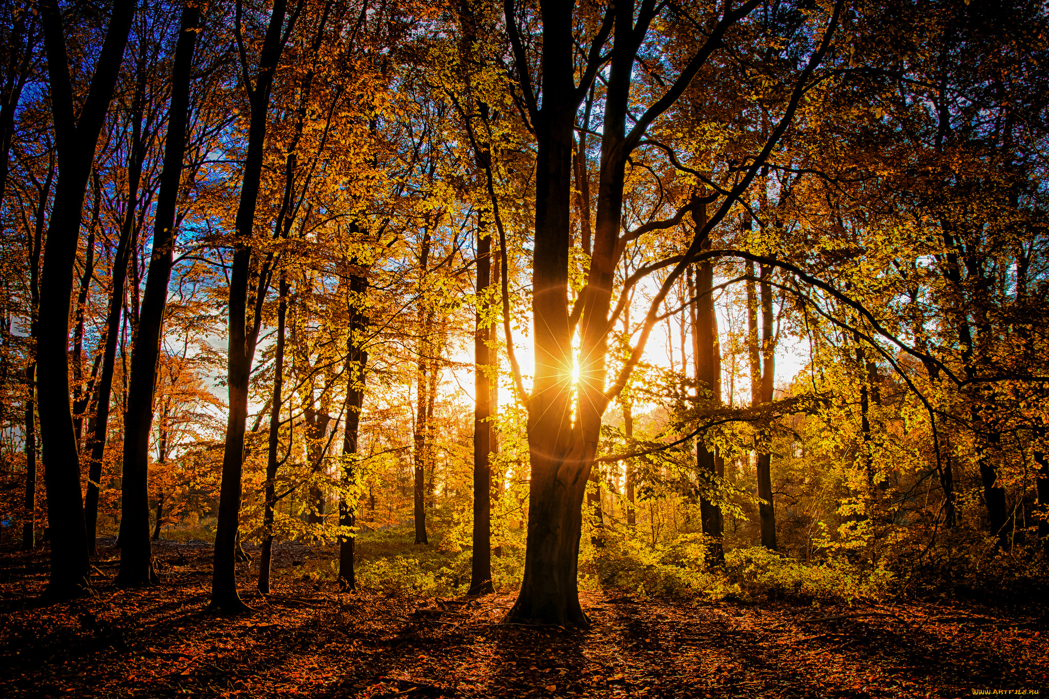 природа, лес, деревья