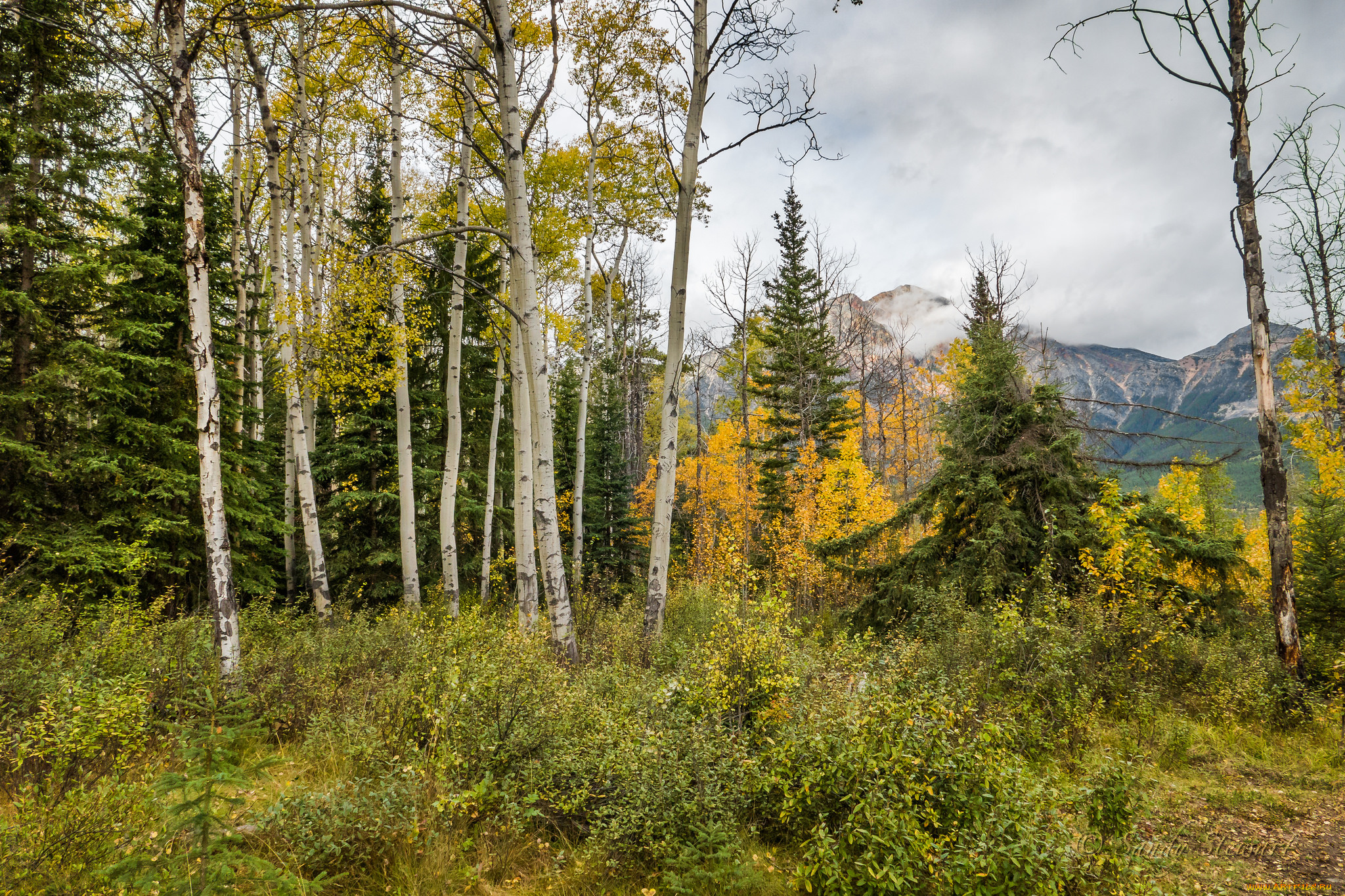 природа, лес, деревья