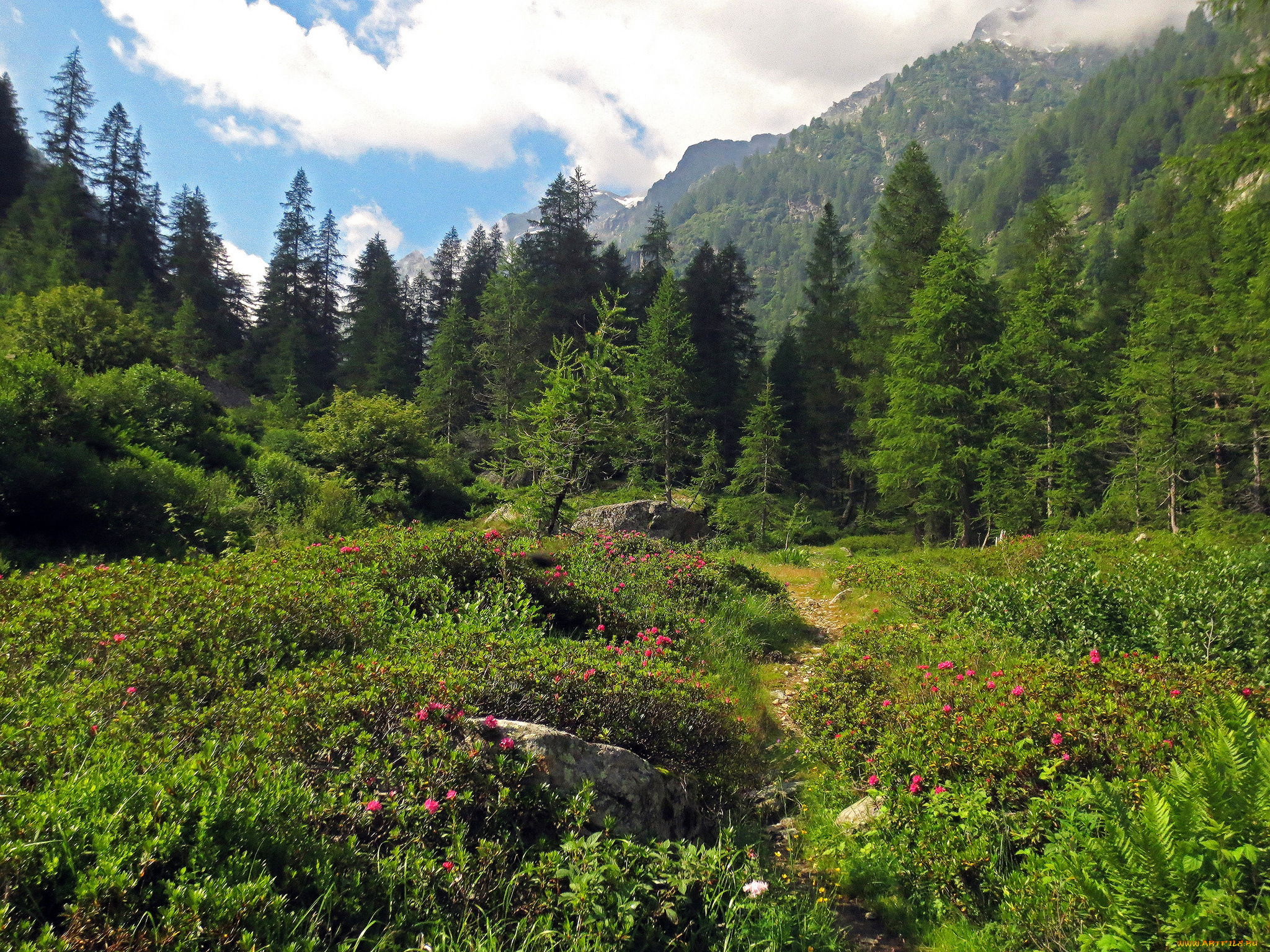 природа, лес, деревья