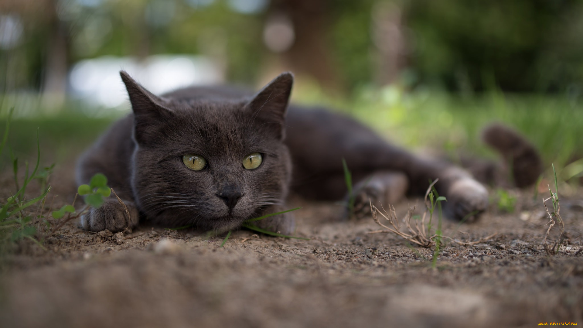 кот, животные, коты
