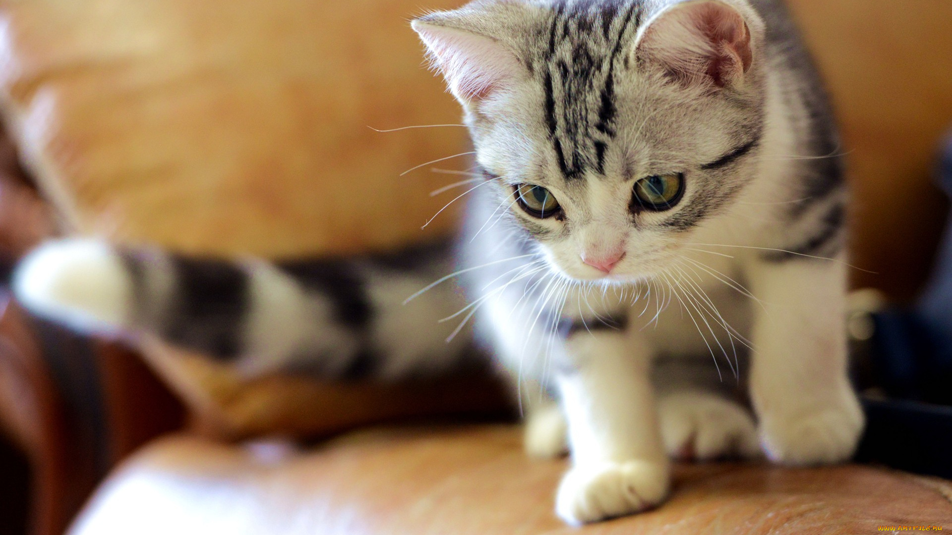 кот, животные, коты