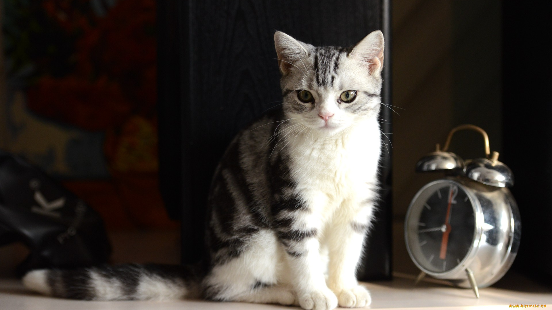 кот, животные, коты