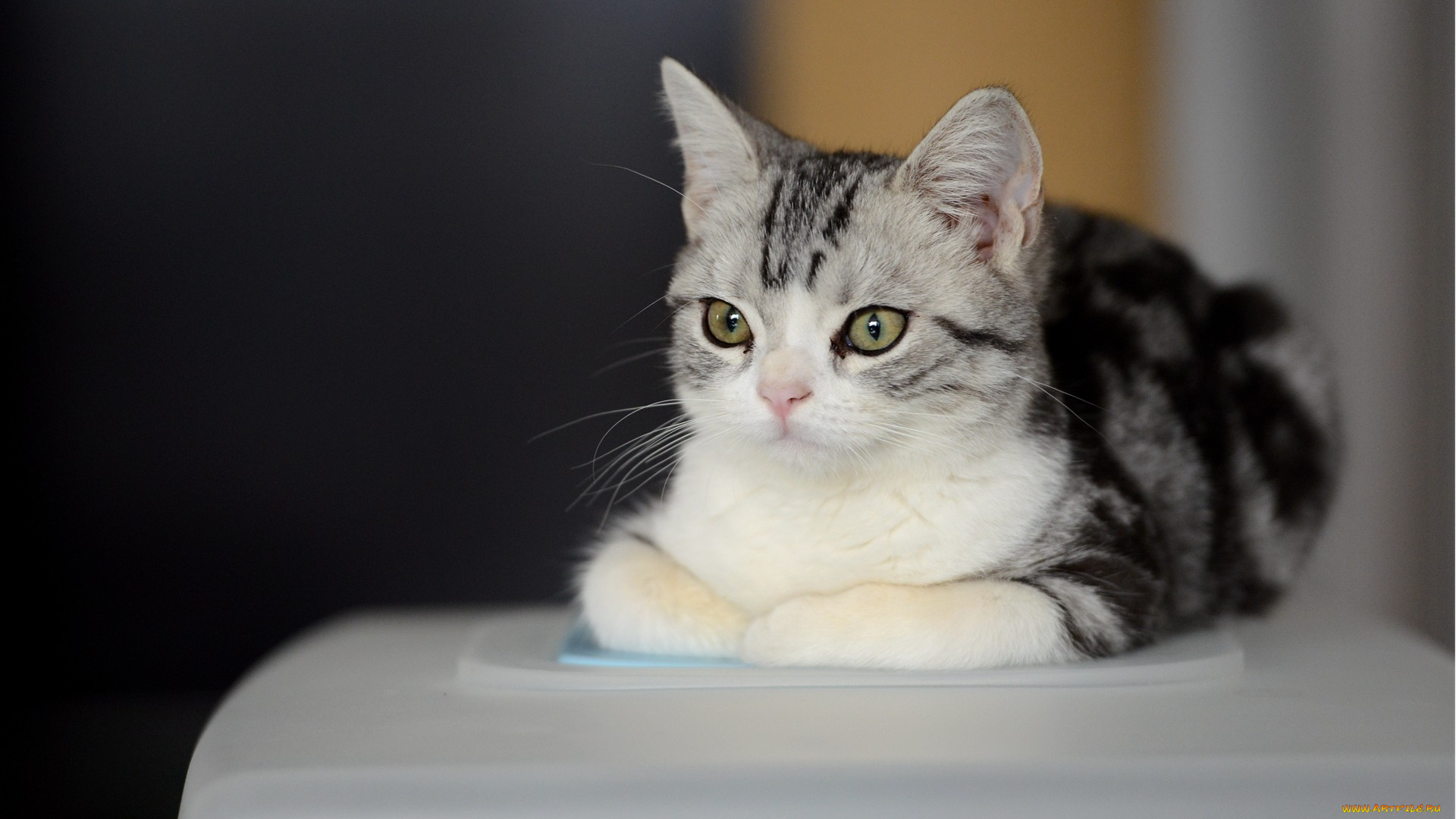 кот, животные, коты