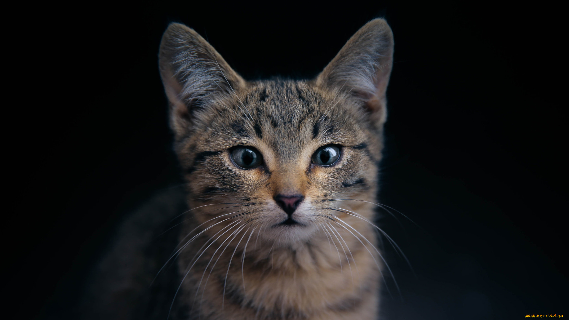 кот, животные, коты