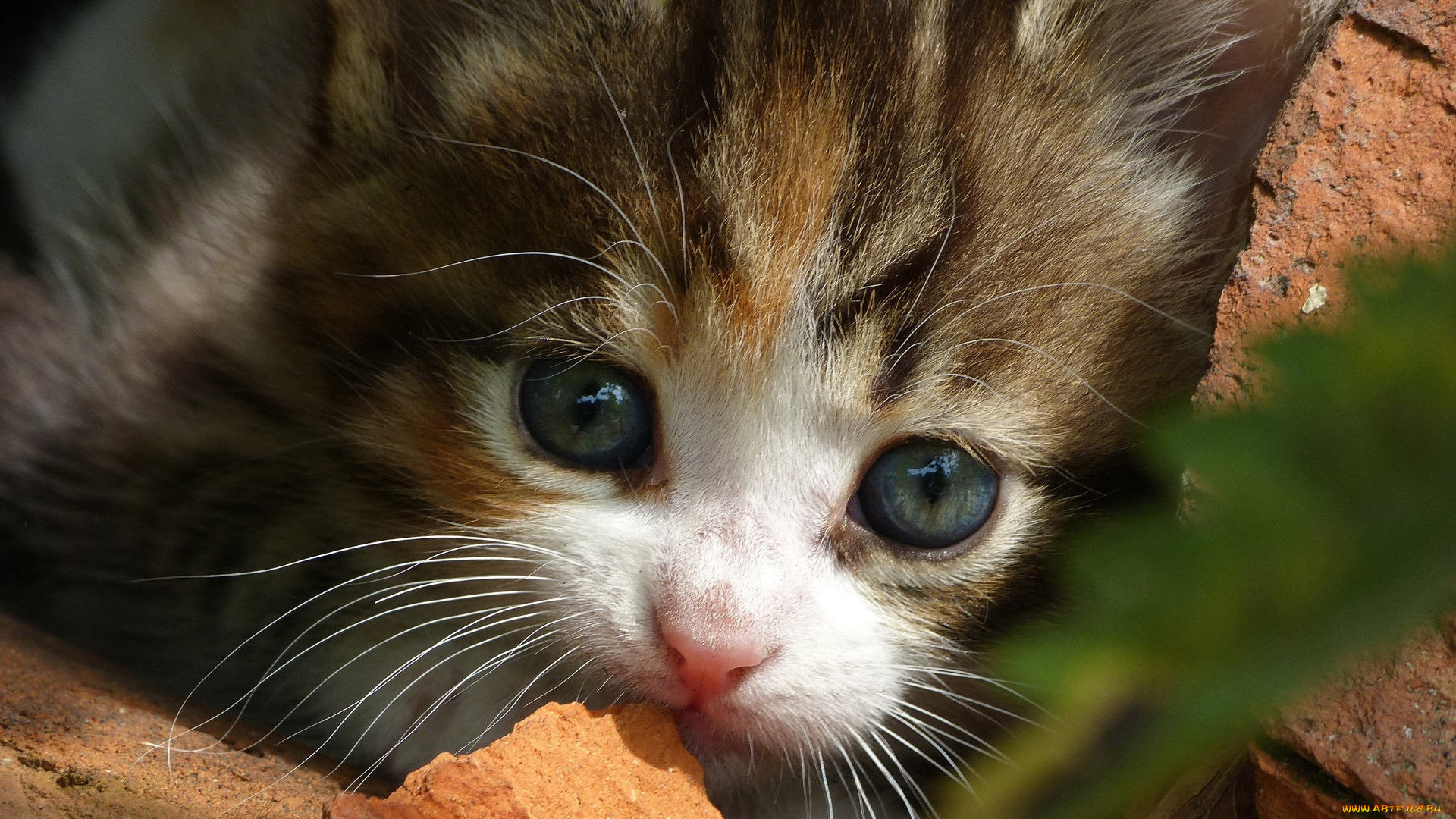 кот, животные, коты