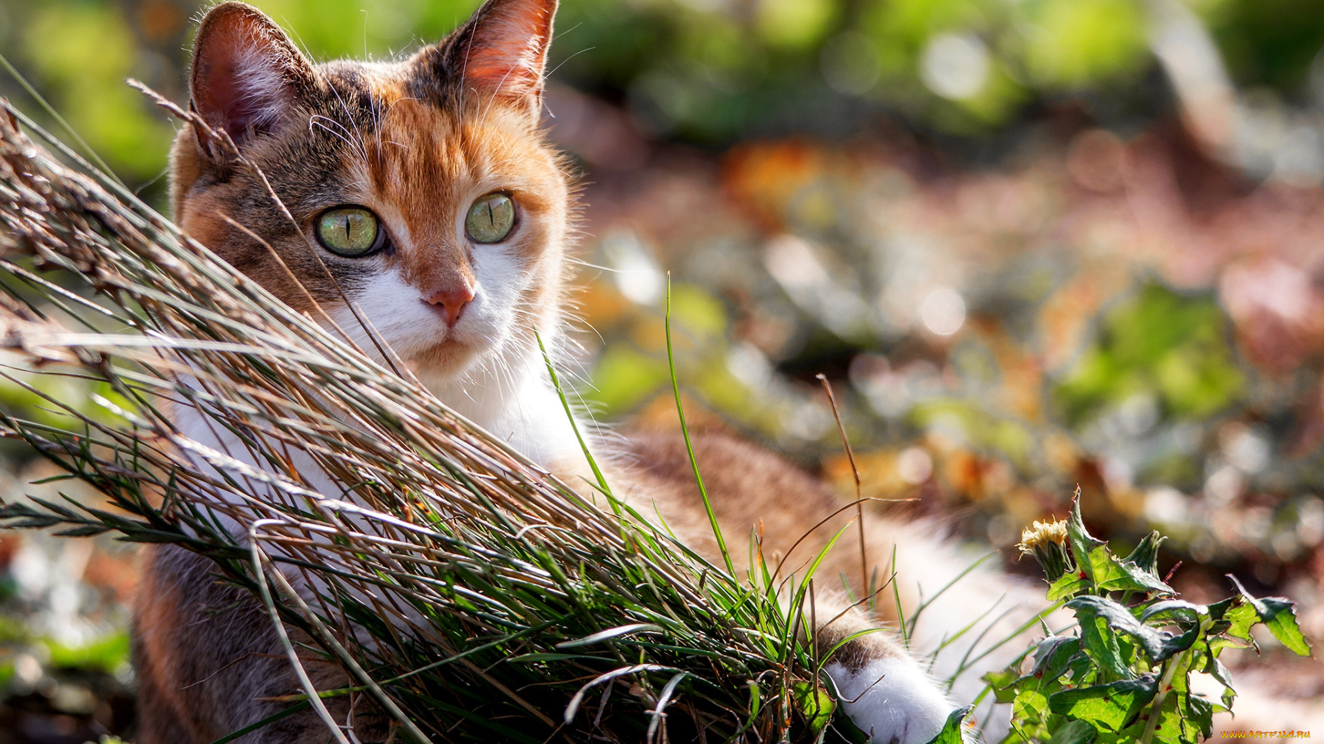 кот, животные, коты