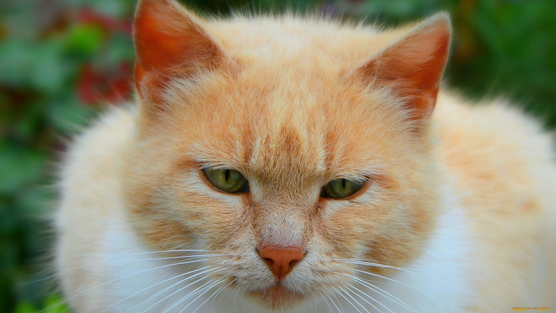 кот, животные, коты