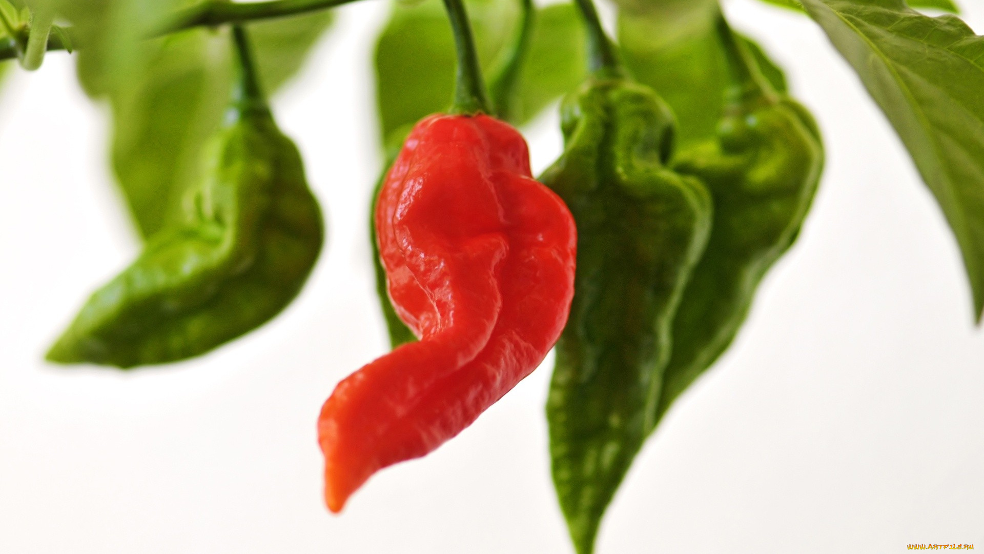 природа, плоды, перец
