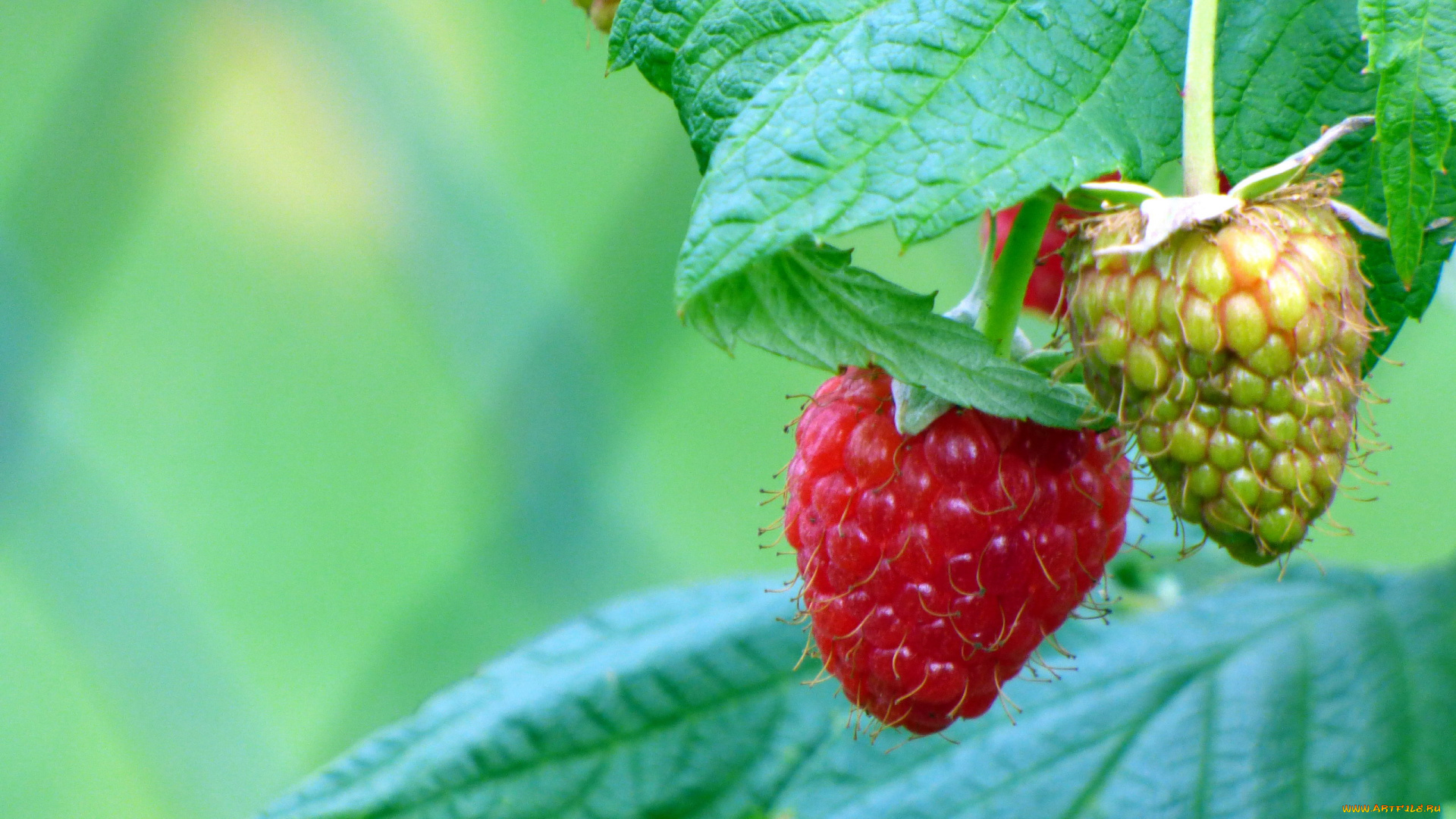 природа, Ягоды, малина