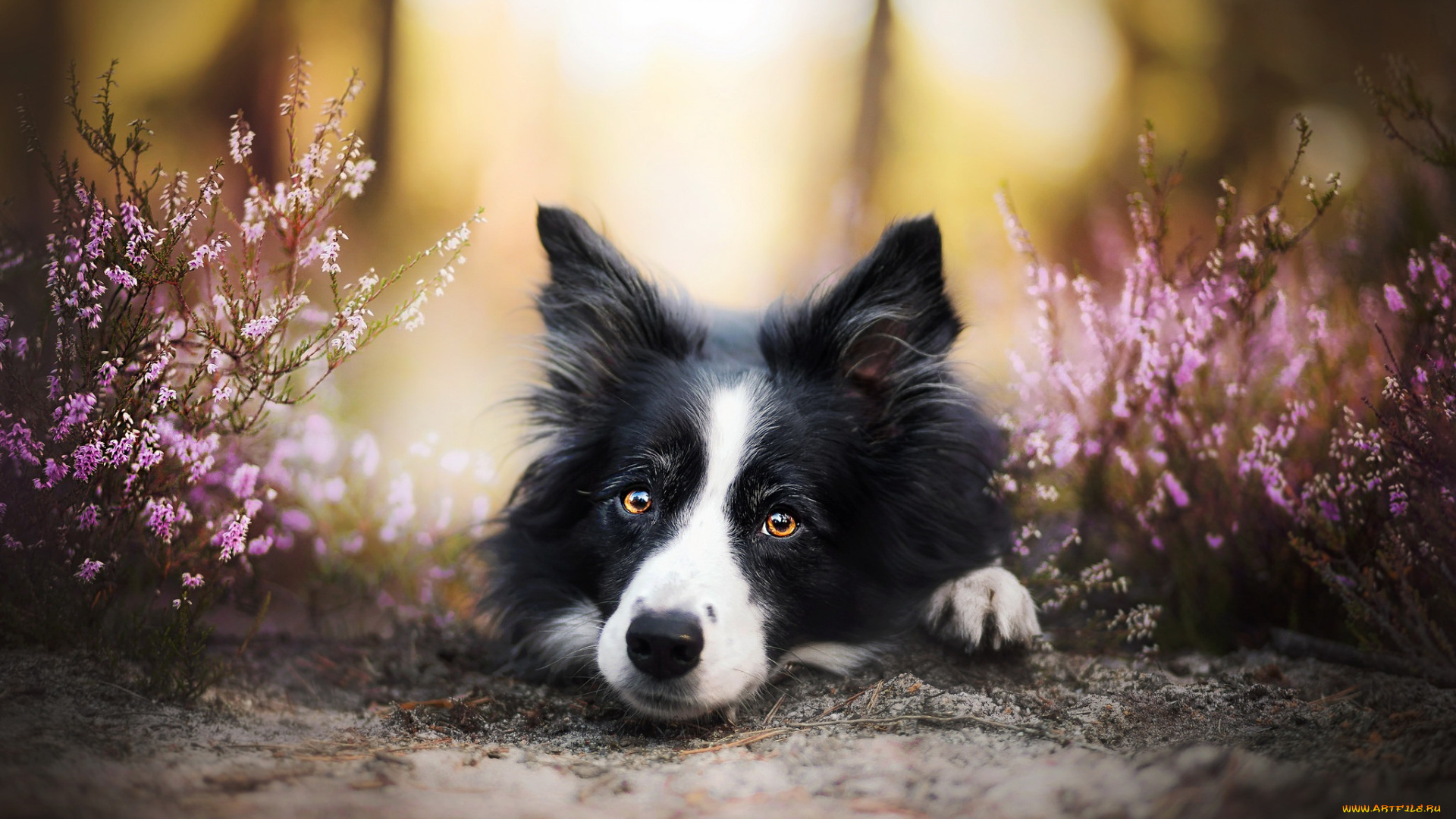 собака, животные, собаки