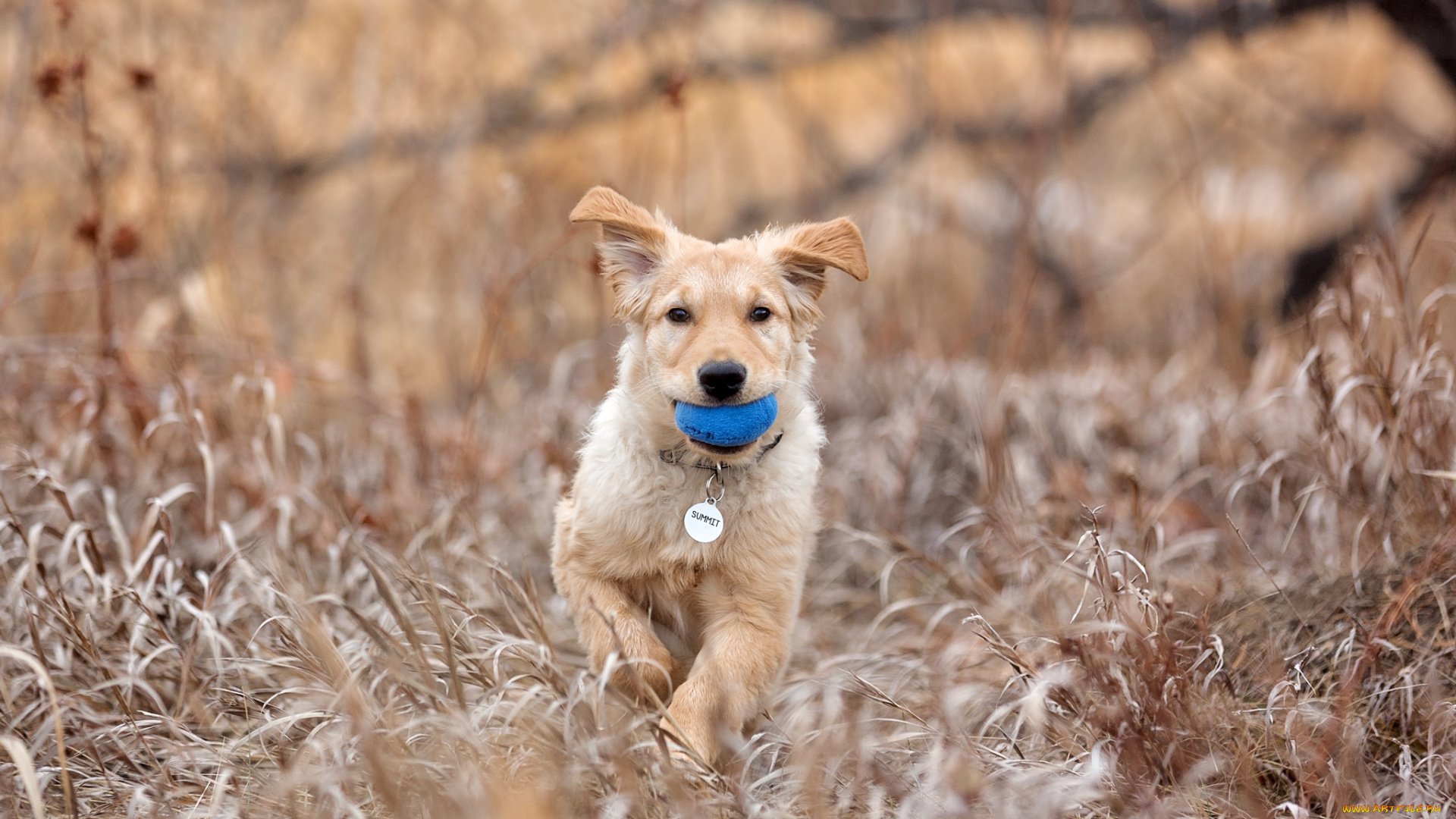 собака, животные, собаки