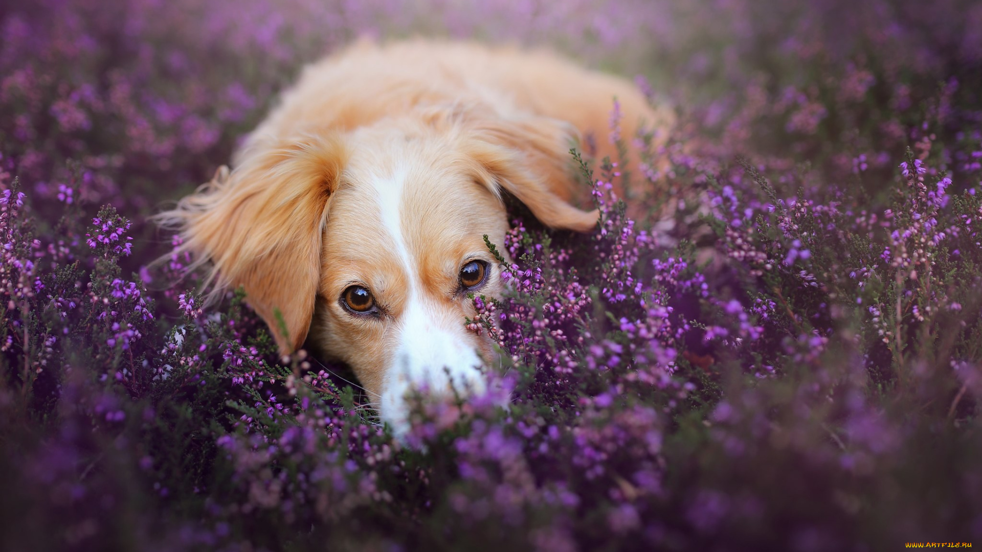 собака, животные, собаки