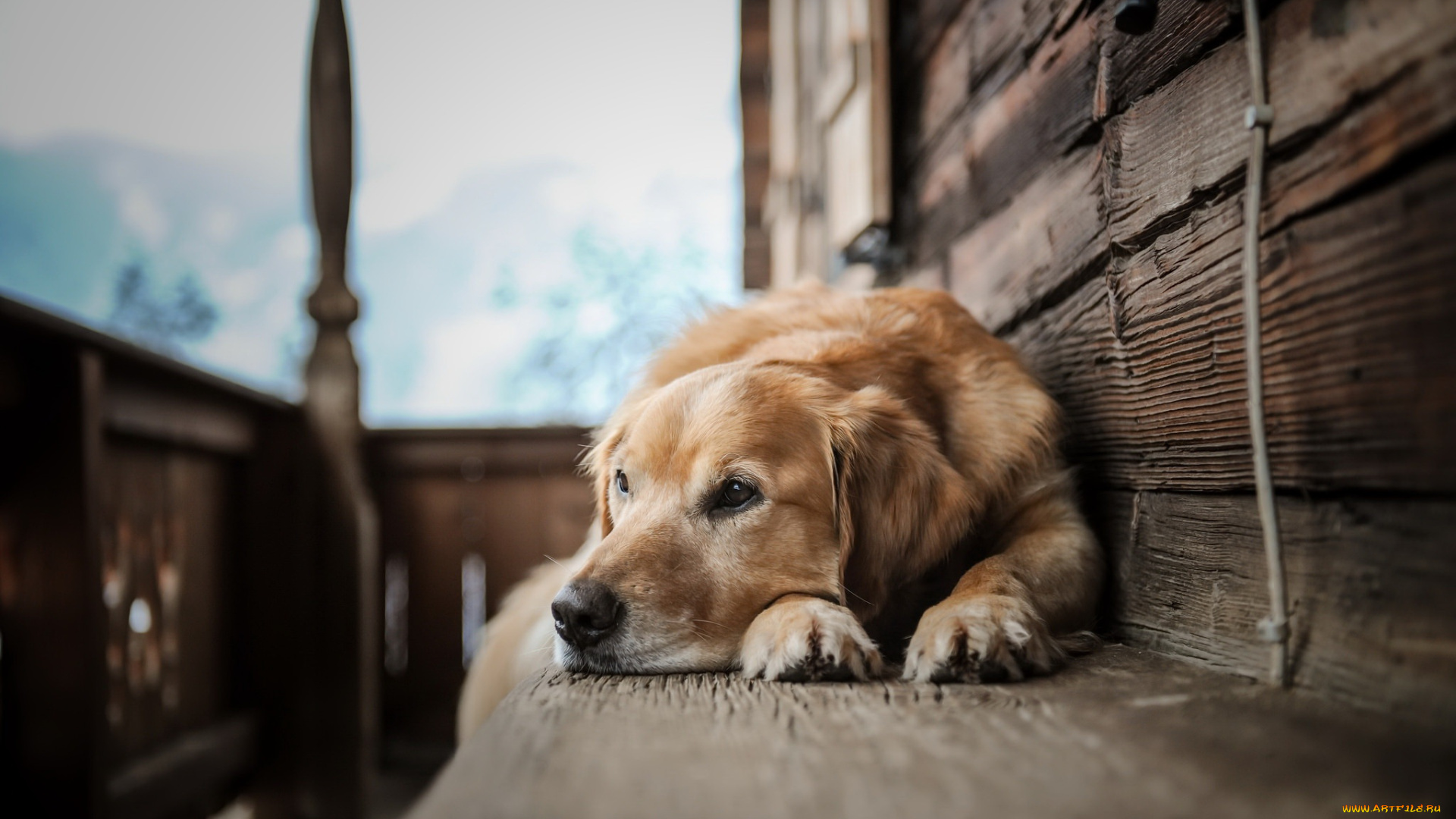 собака, животные, собаки