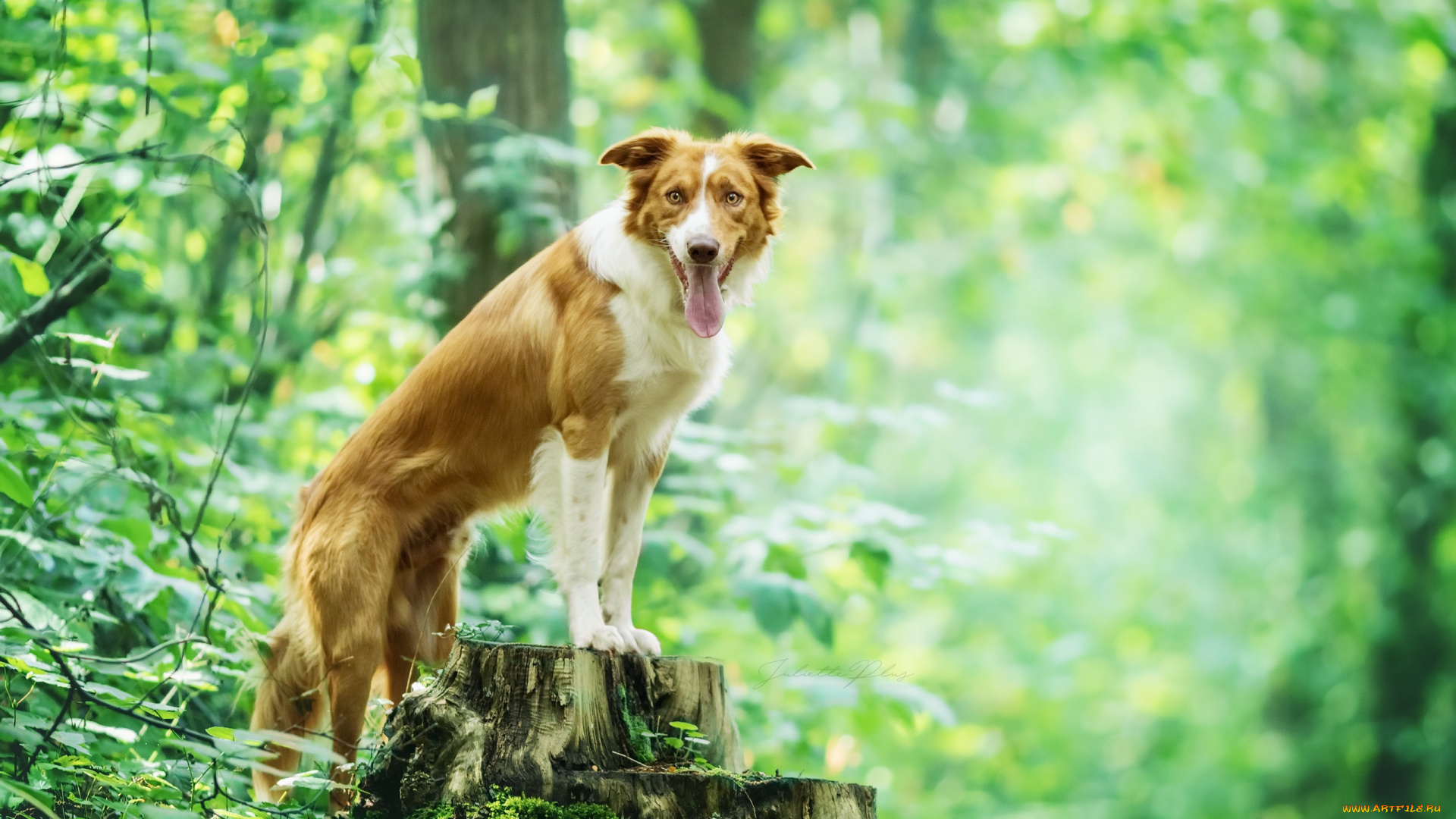 собака, животные, собаки