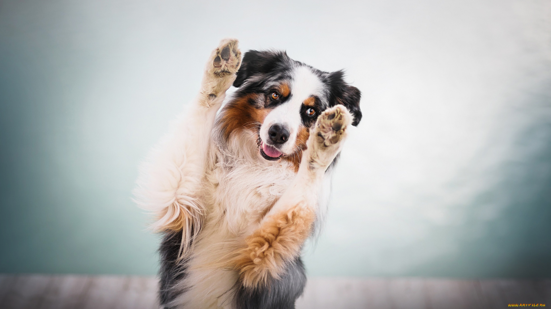 собака, животные, собаки