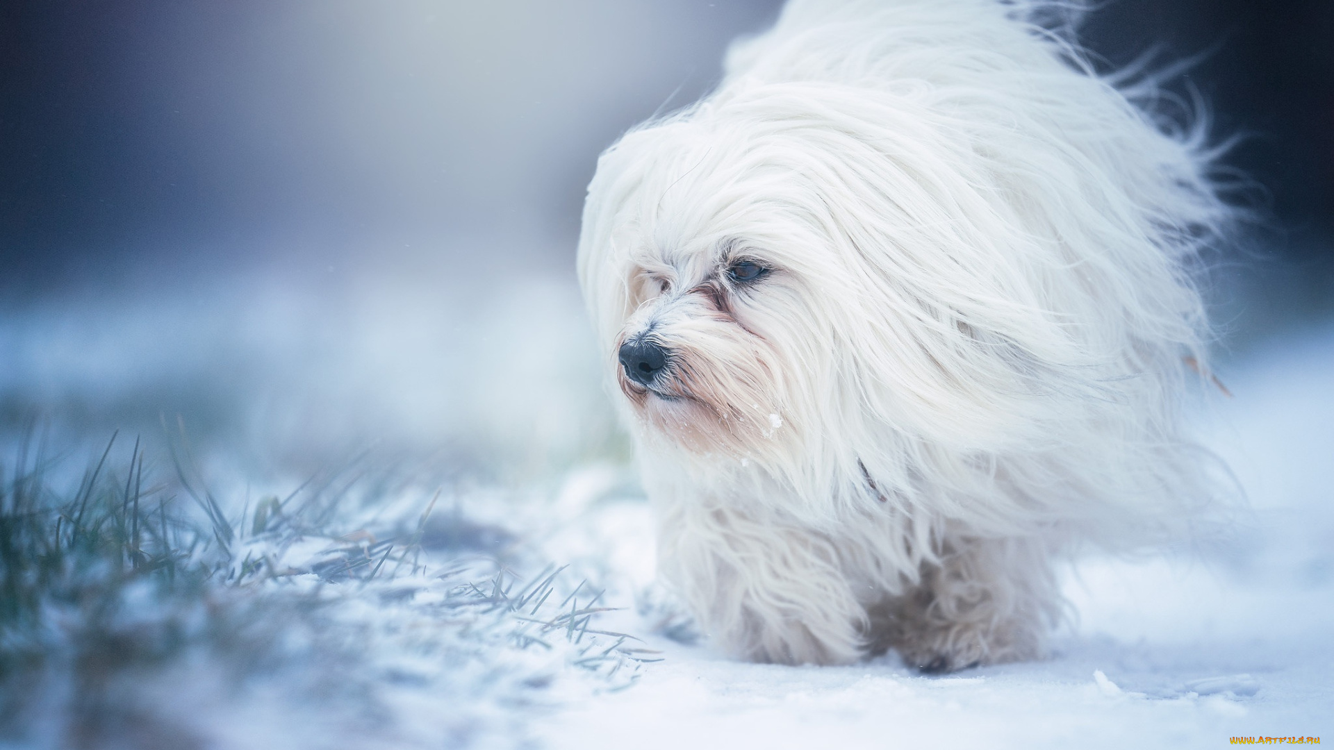 собака, животные, собаки