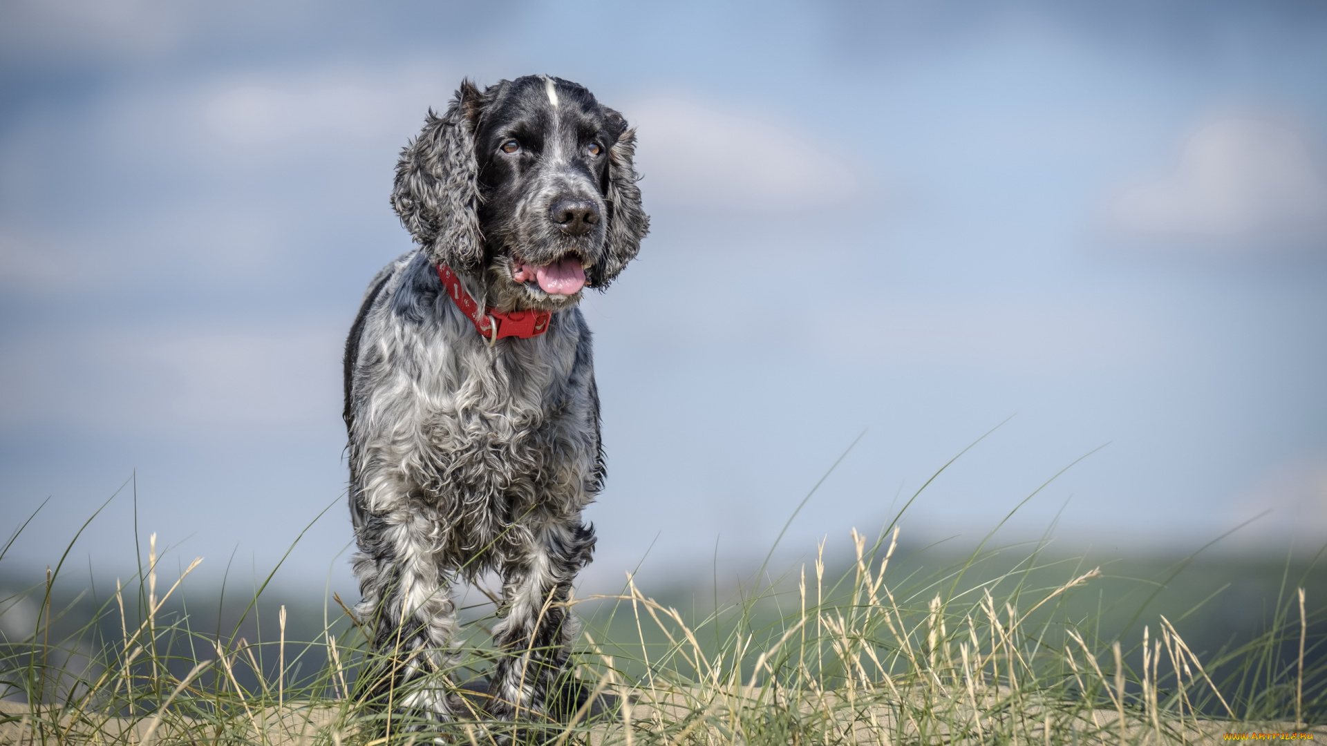 собака, животные, собаки