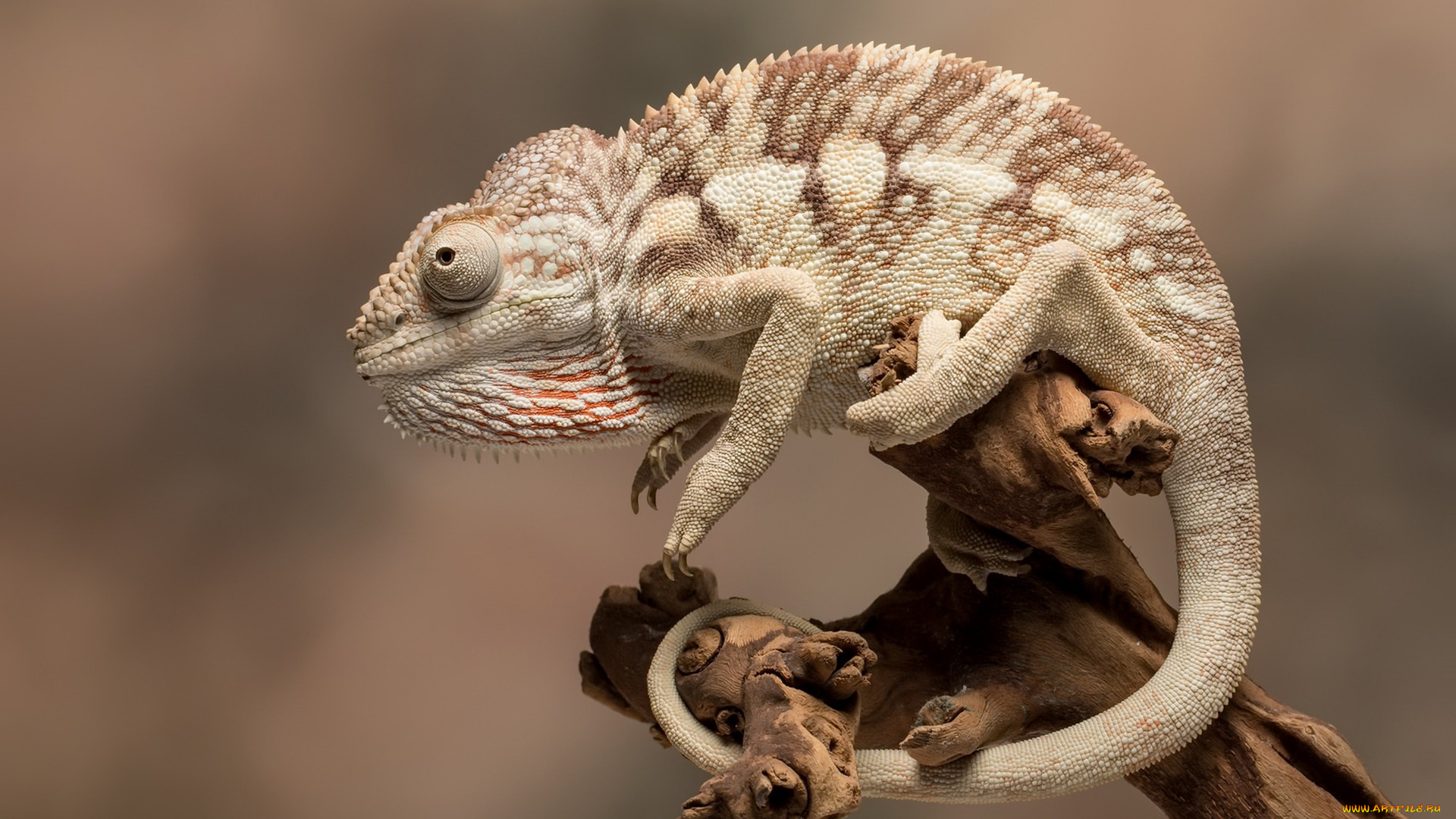 животные, хамелеоны, хамелеон, фон, природа