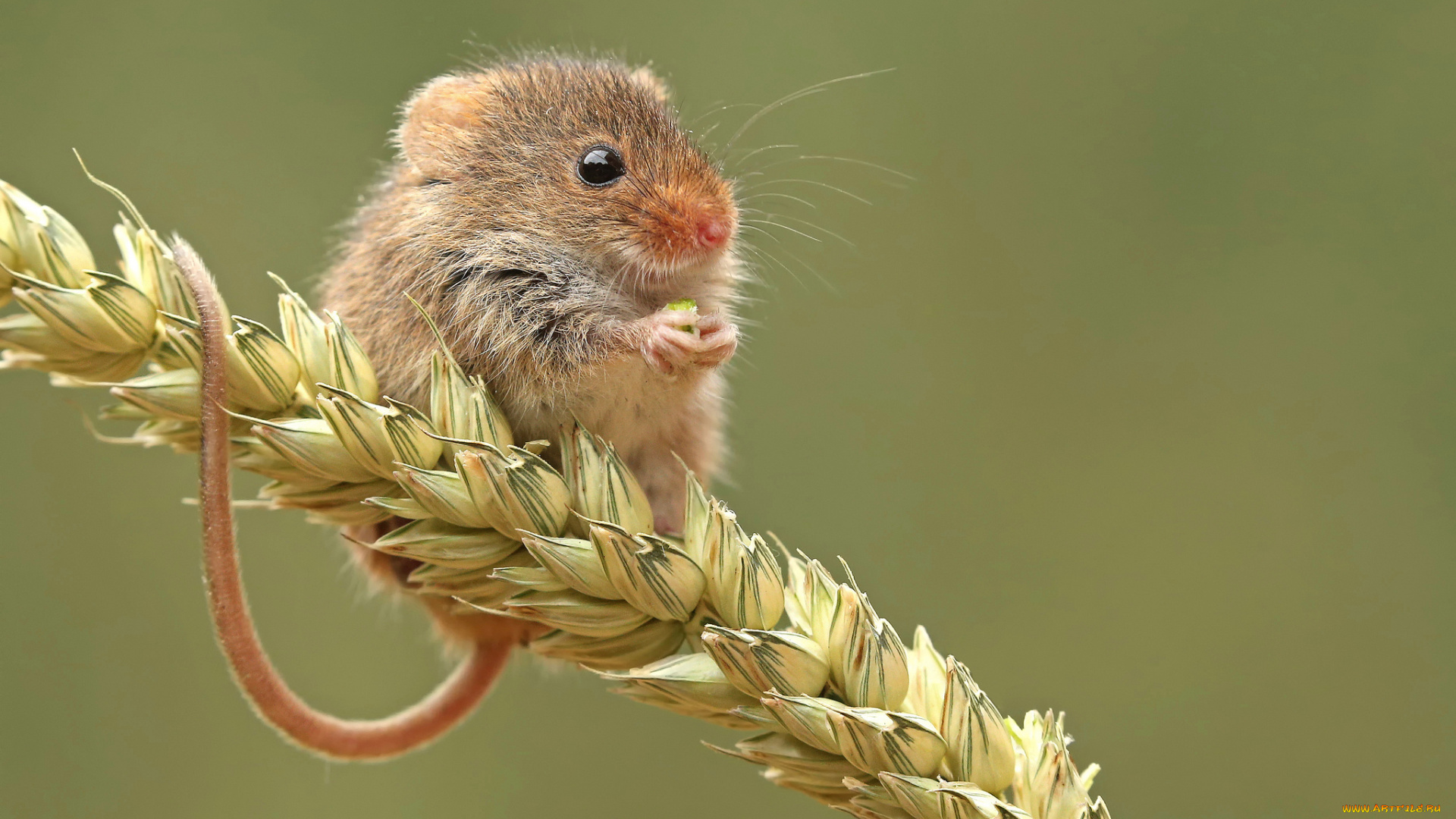 животные, крысы, , мыши, мышка