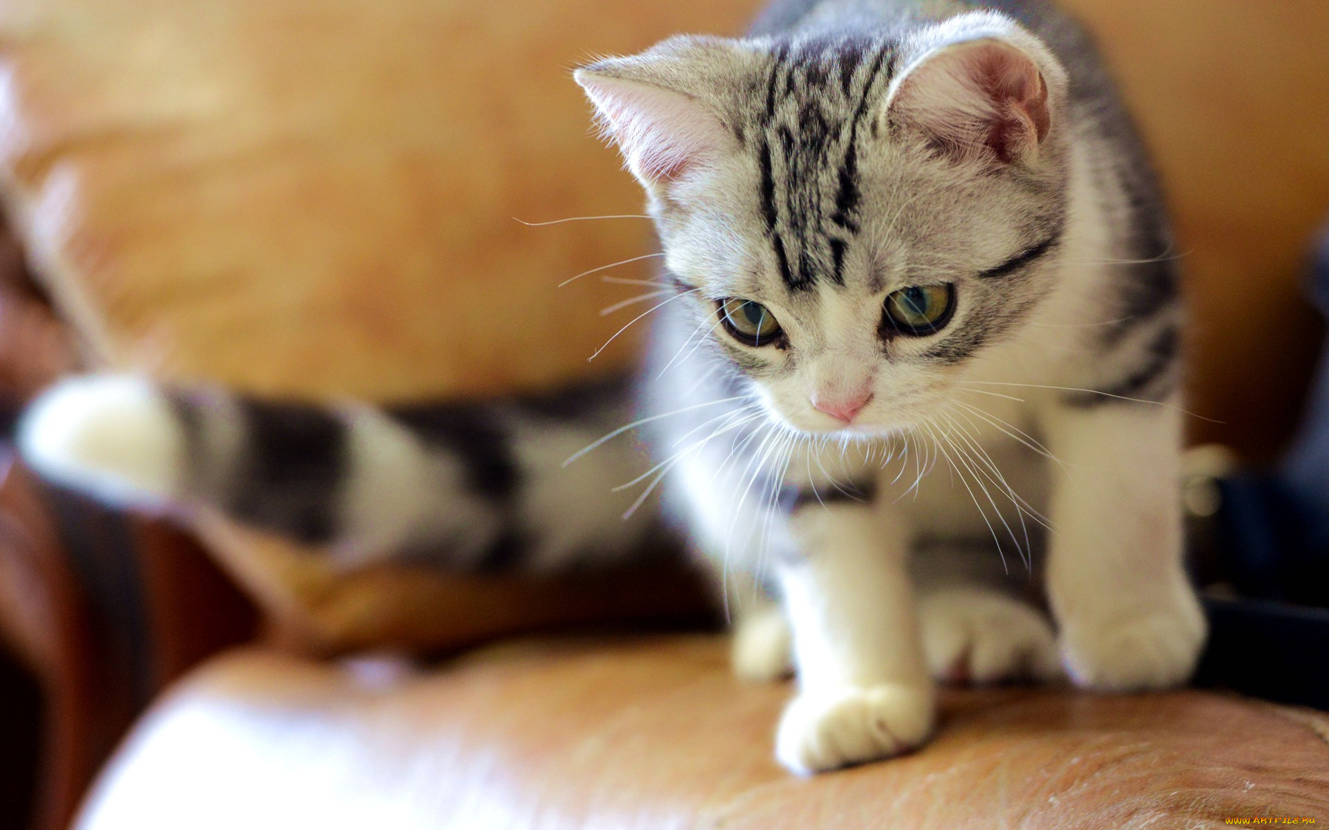 кот, животные, коты