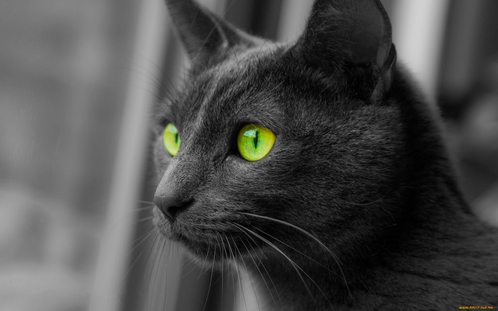 кот, животные, коты