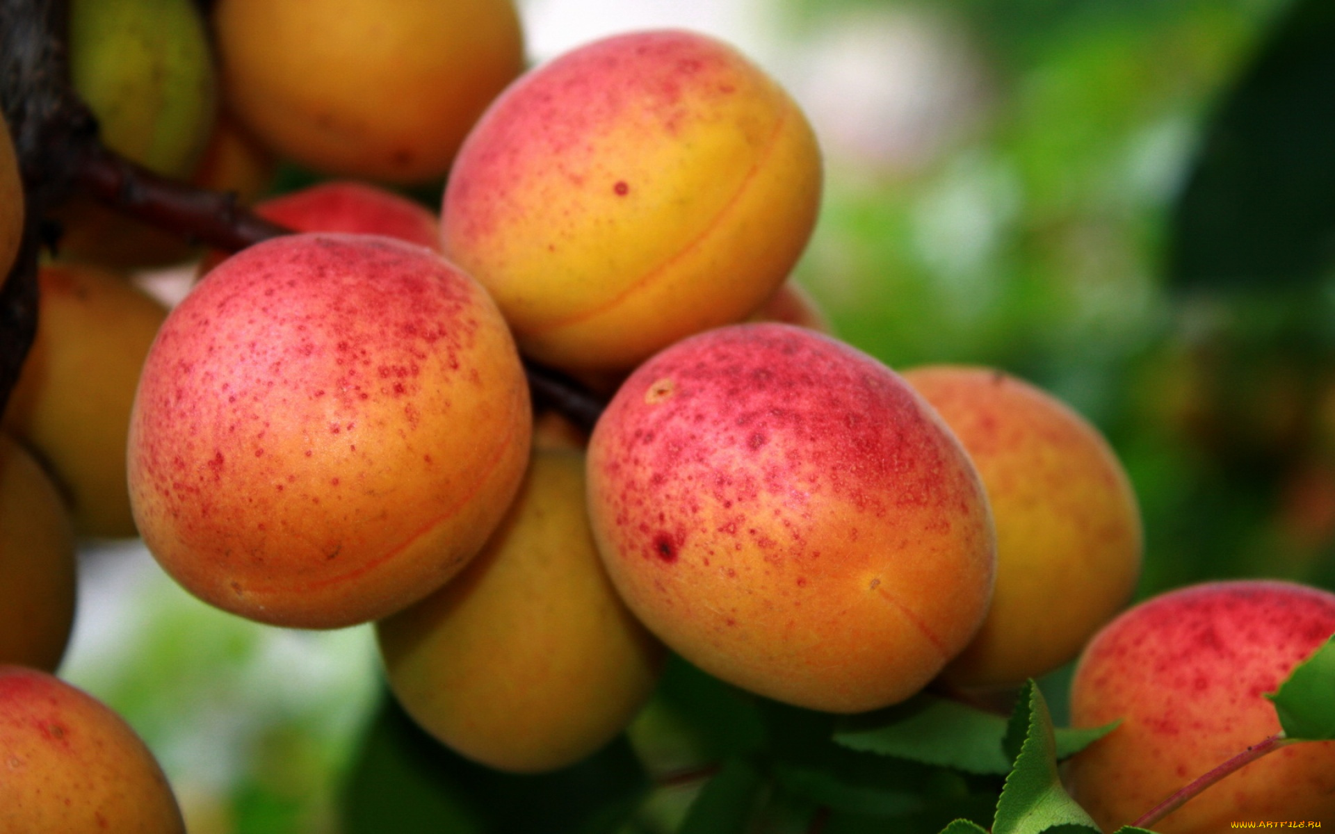 природа, плоды