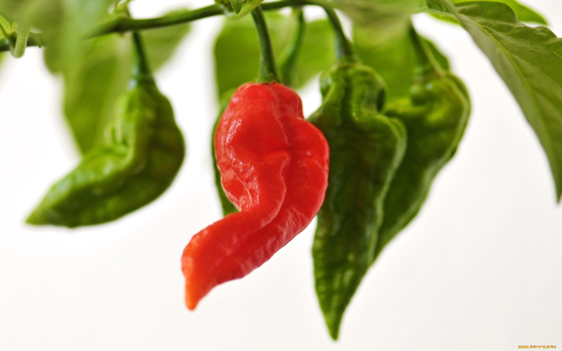 природа, плоды, перец